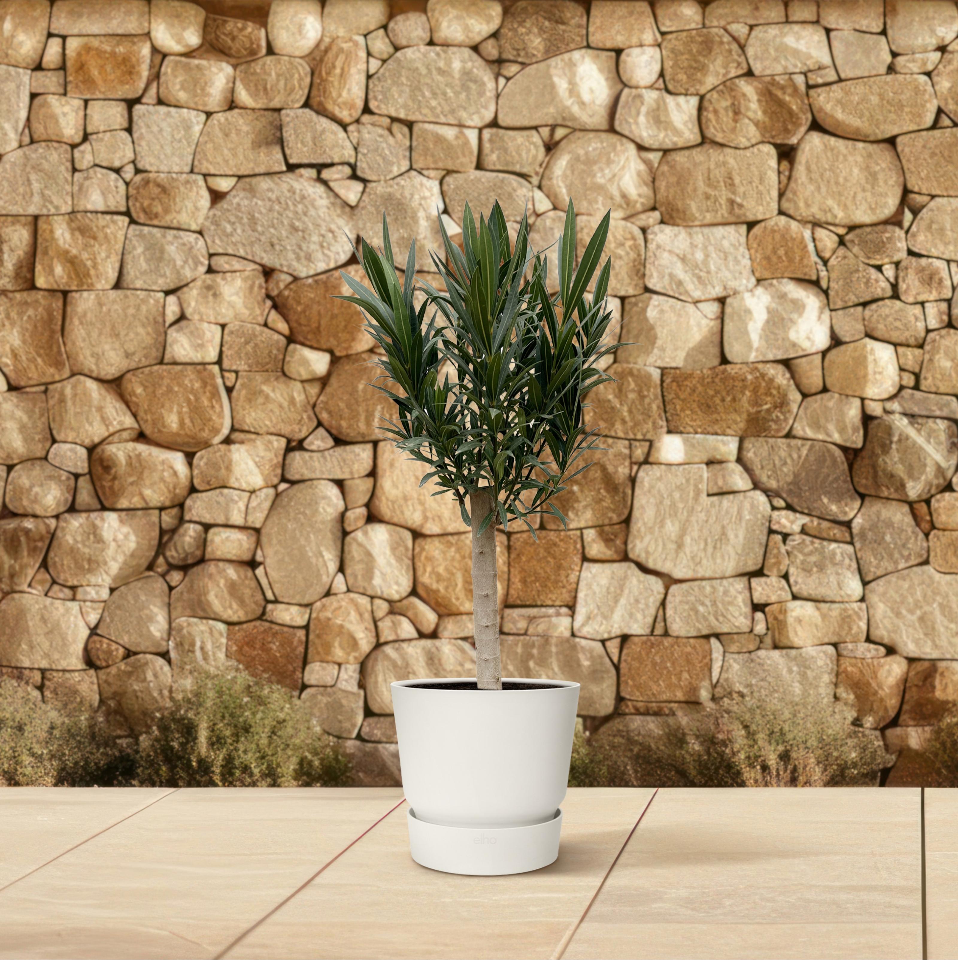 Nerium Oleander op stam met witte bloem (8721055693710)