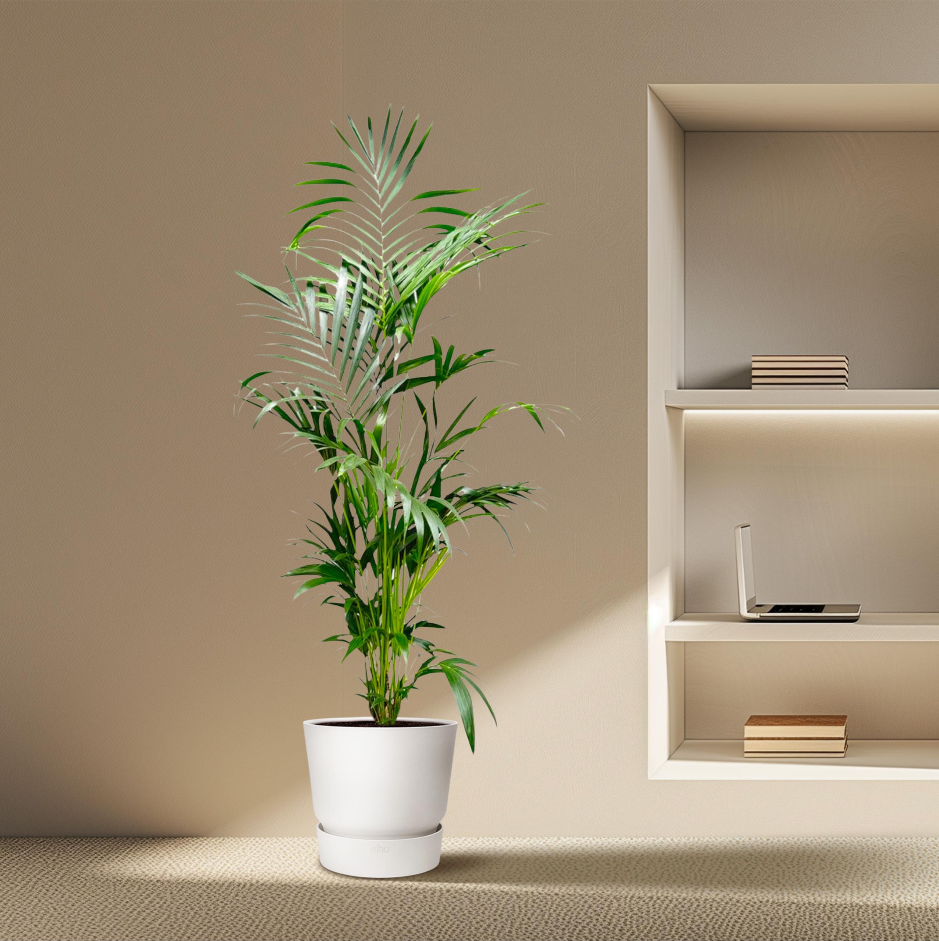 Kentia Palm - 200 cm - ø24-30cm (8721055691884)