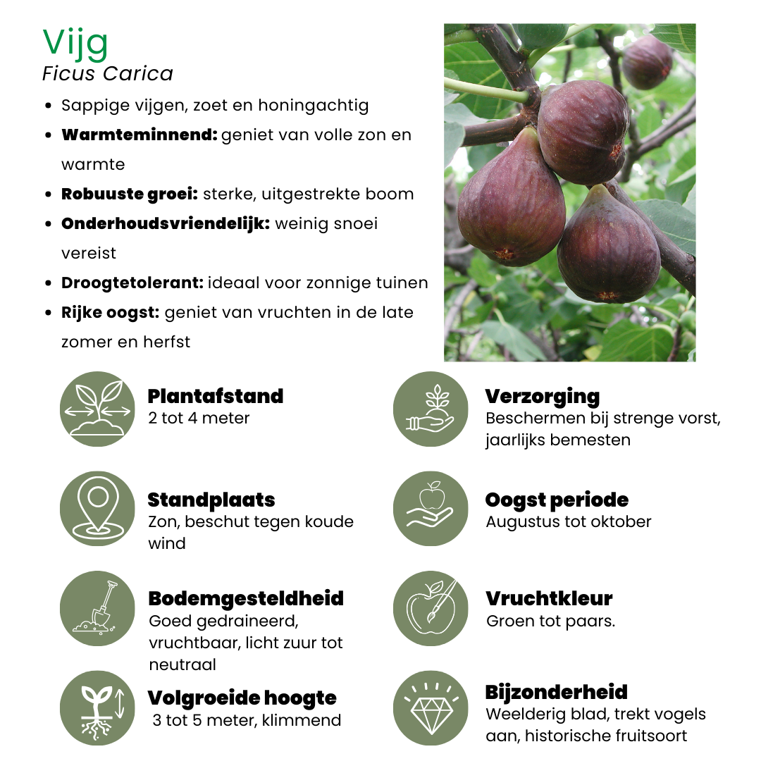 Plants by frank 6 x Biologische Vijgenbomen - Ø 13 cm - ↨ 20 cm (8721001421244)