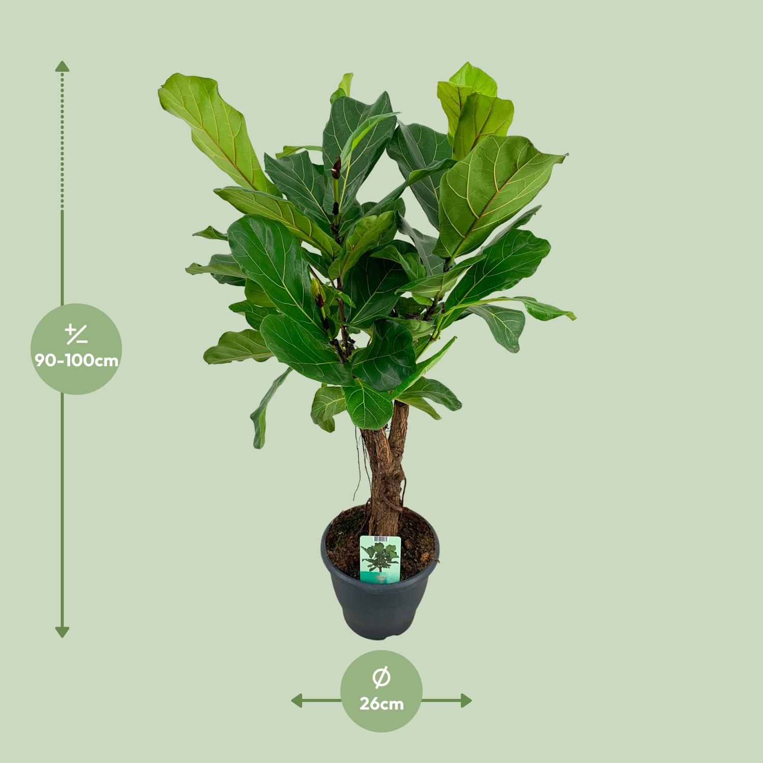 Ficus Lyrata (8659)