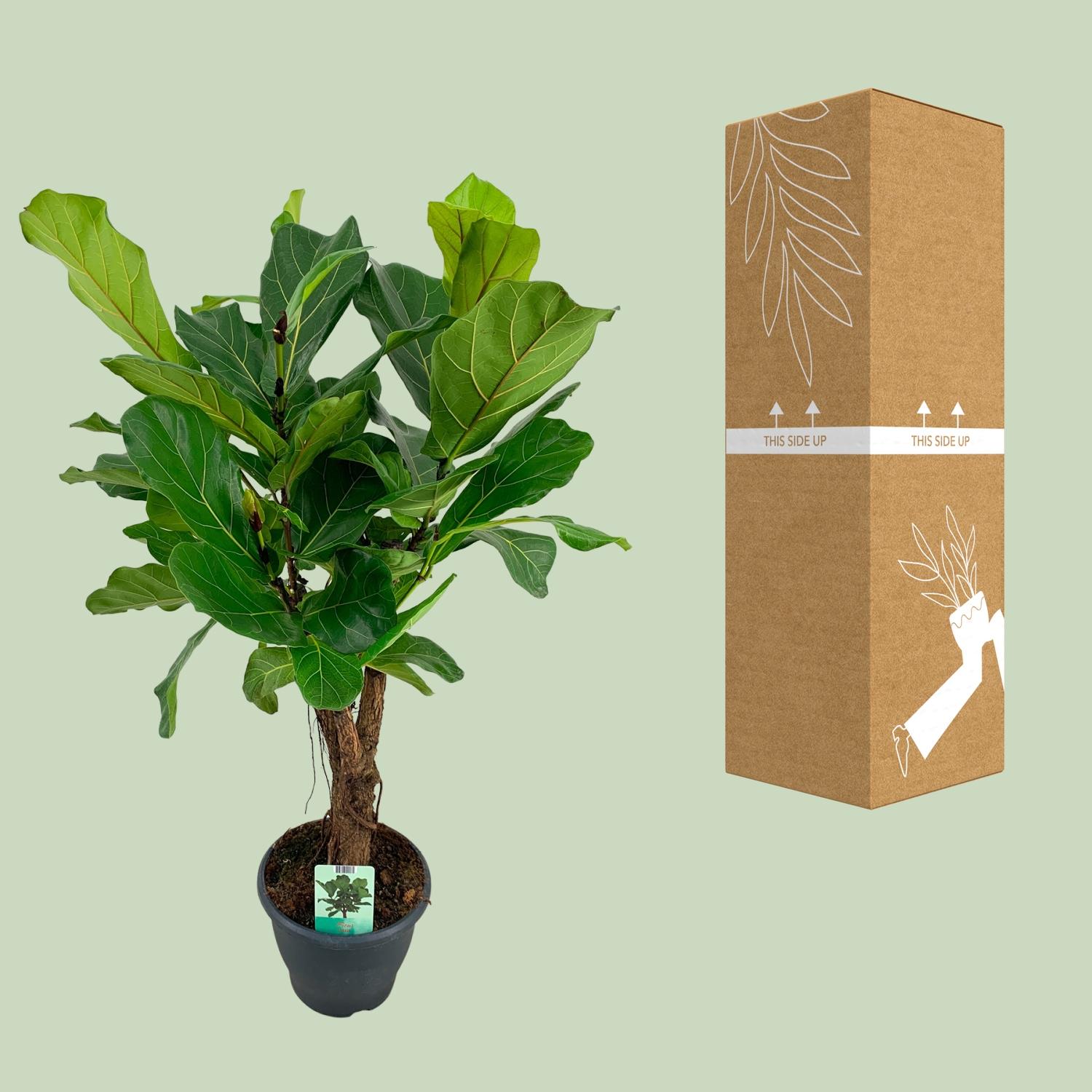 Ficus Lyrata (8659)