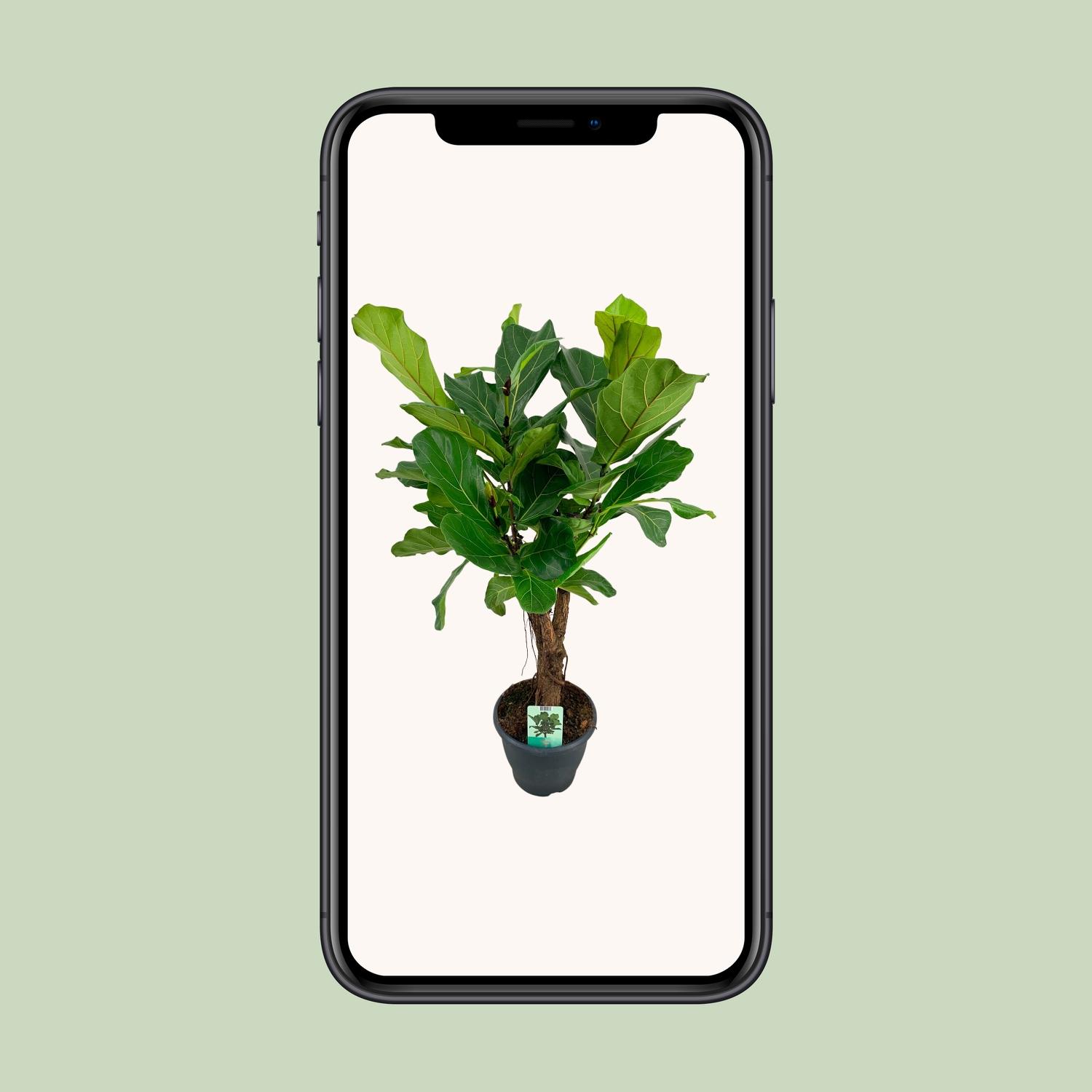 Ficus Lyrata (8659)