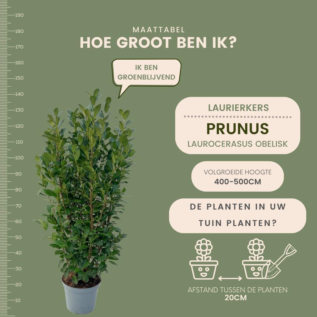 Plants by frank Grote Laurierplanten Obelisk voor 10 strekkende meter haag | - 12L - 25 x | ↨ 100-125 cm (8721001420889)