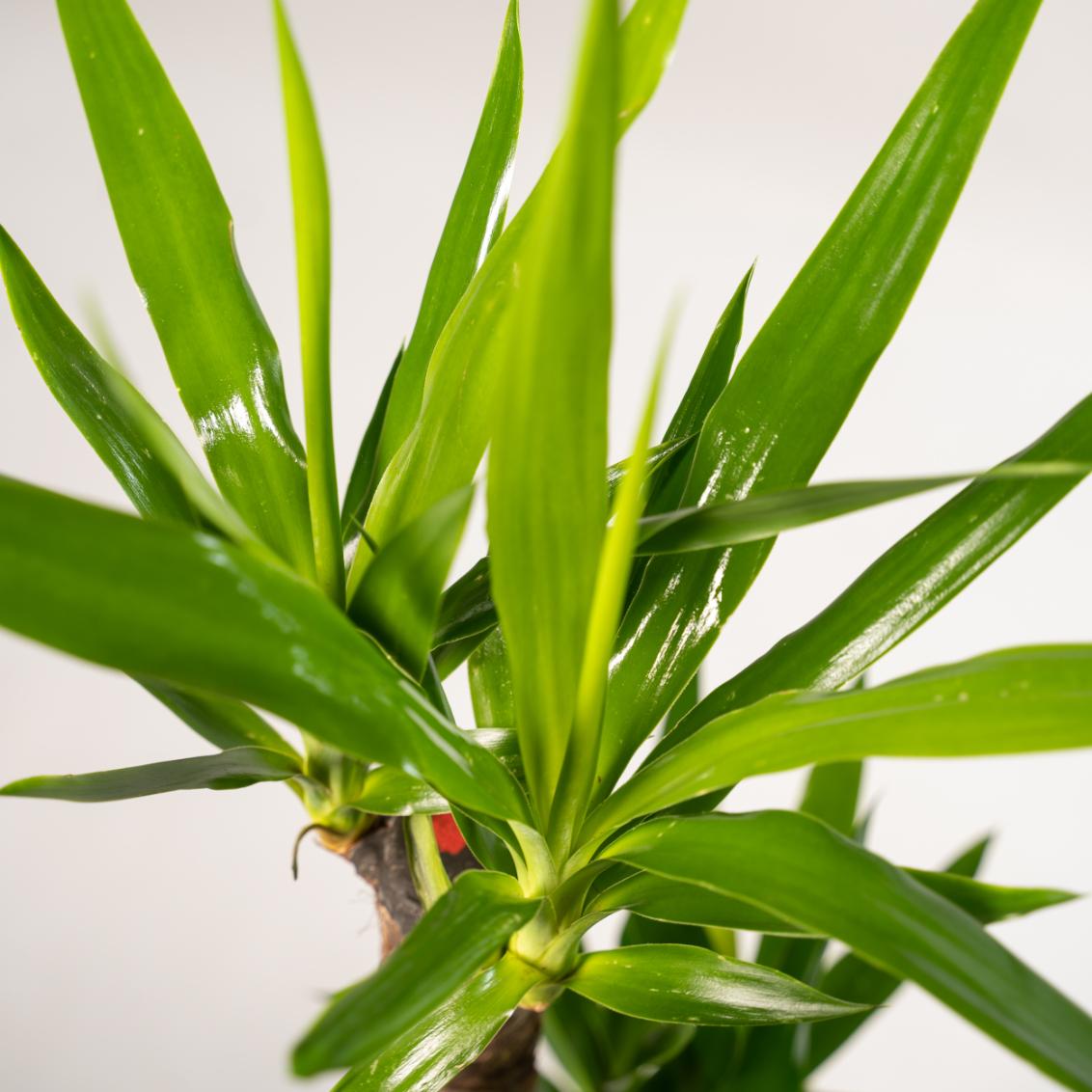 2x Yucca - ↨90cm - Ø17cm (8720634283540)