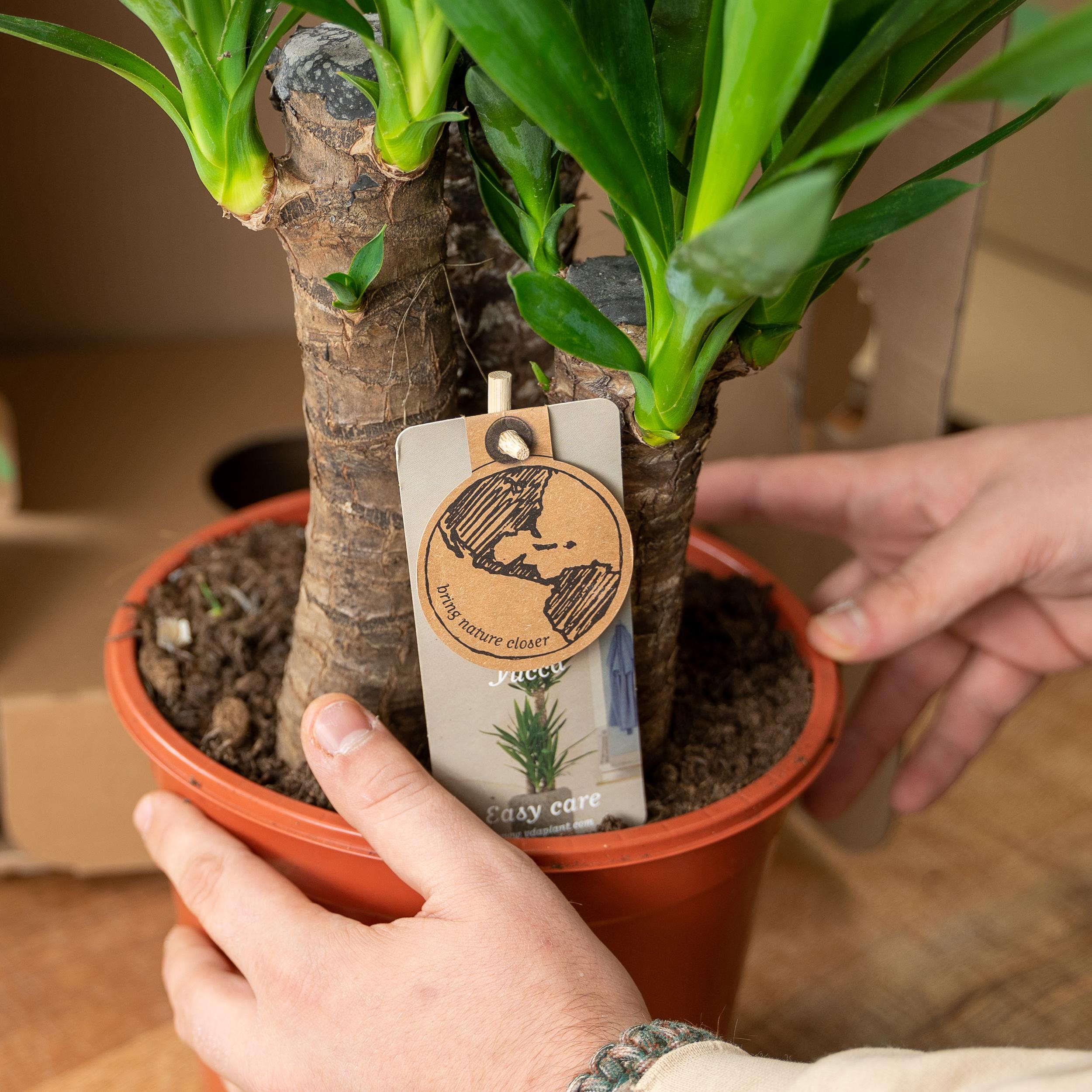 2x Yucca - ↨90cm - Ø17cm (8720634283540)