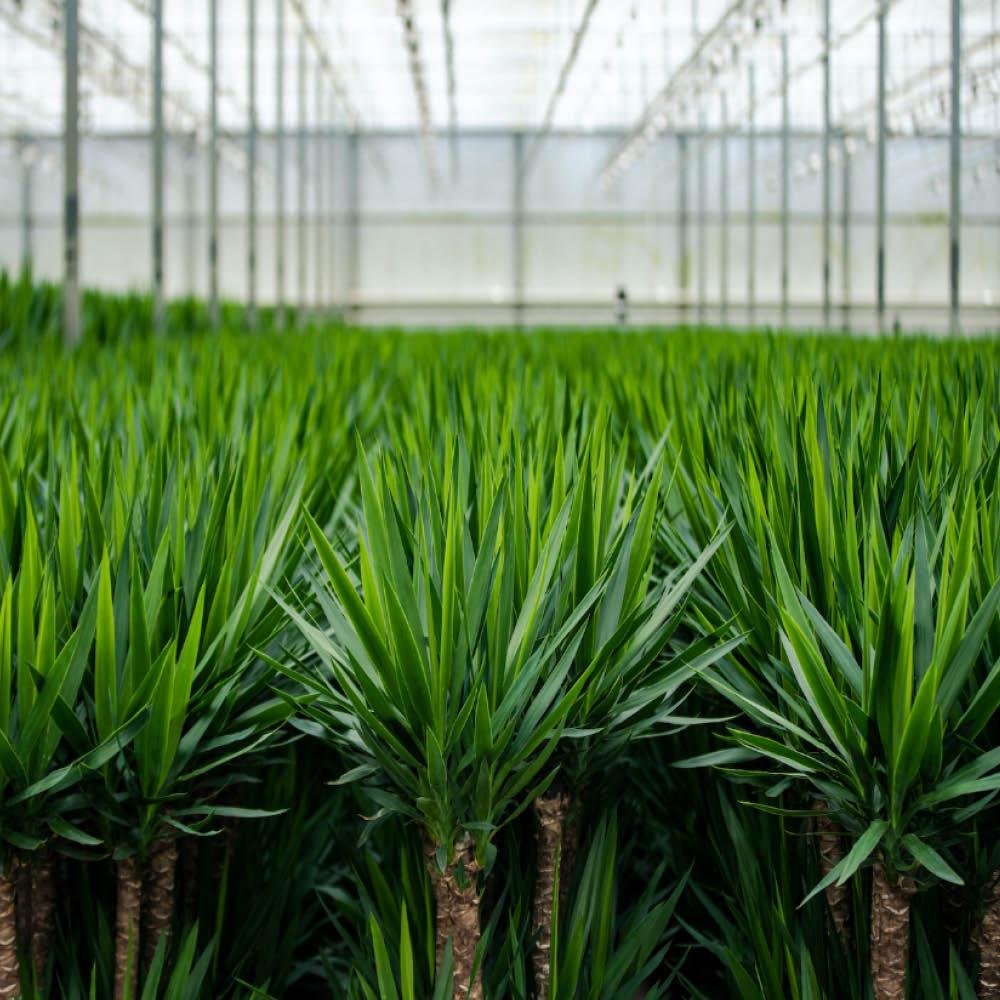 2x Yucca - ↨90cm - Ø17cm (8720634283540)