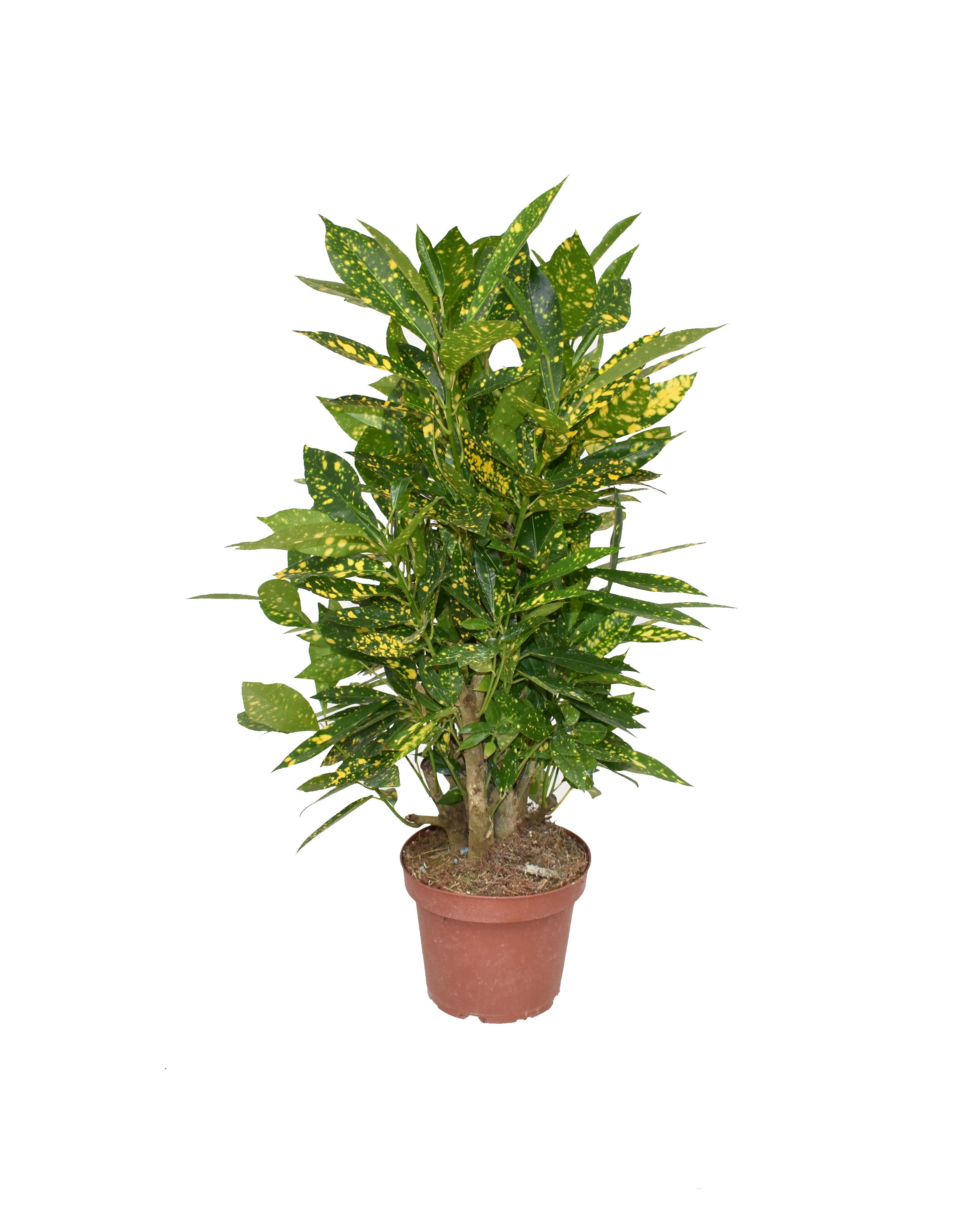 Croton Gold Dust P14 (22389)
