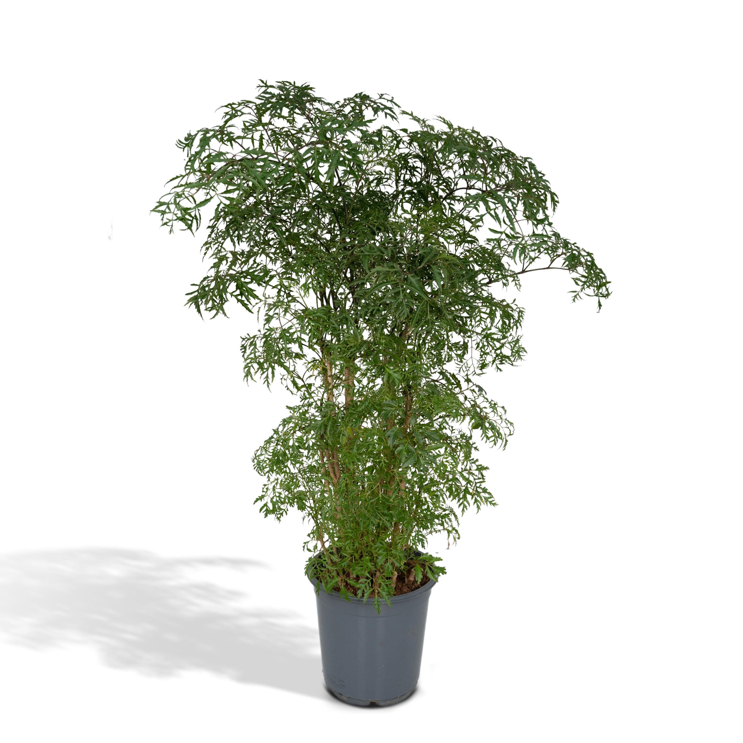 Polyscias Fruticosa (Aralia) (8720634285063)
