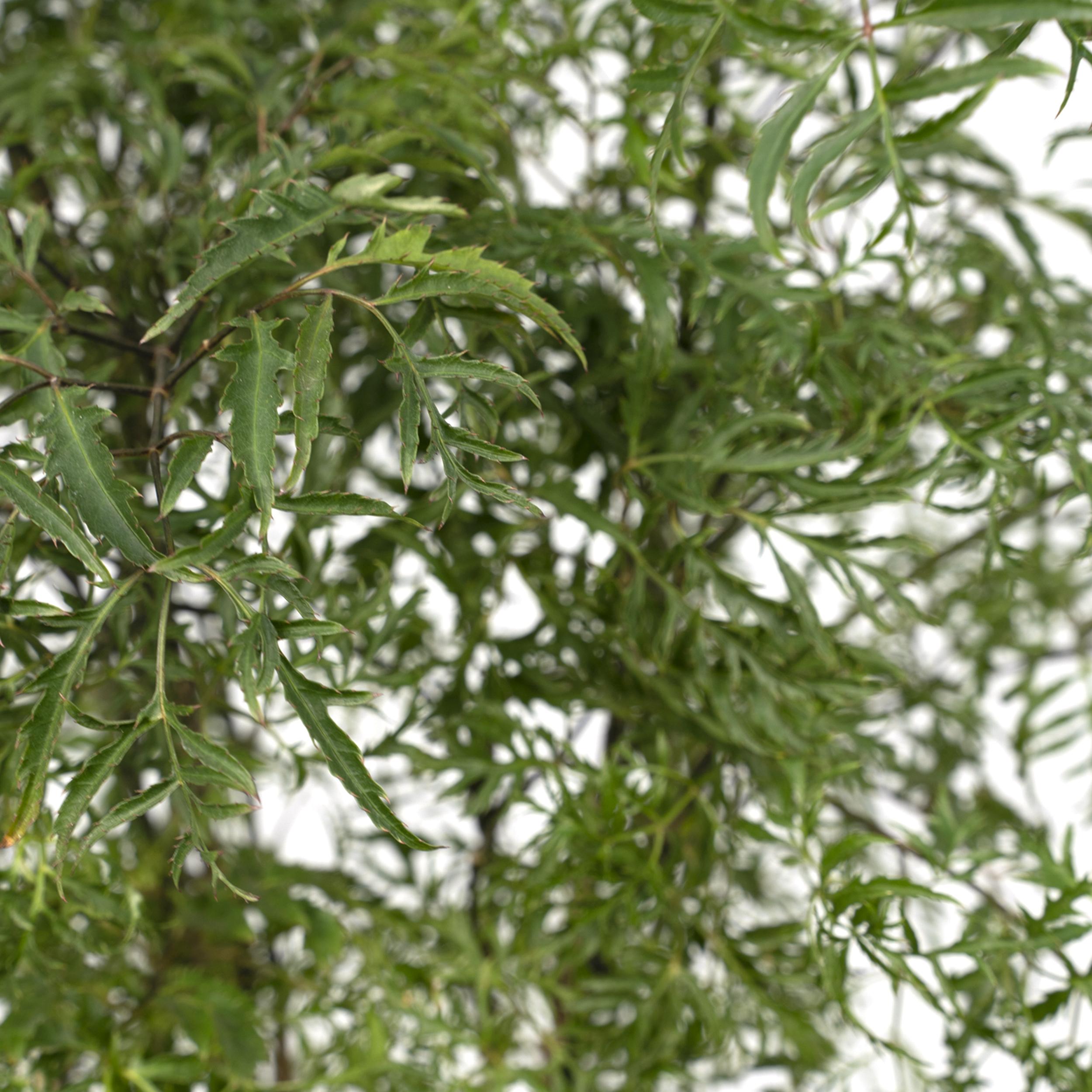Polyscias Fruticosa (Aralia) (8720634285063)