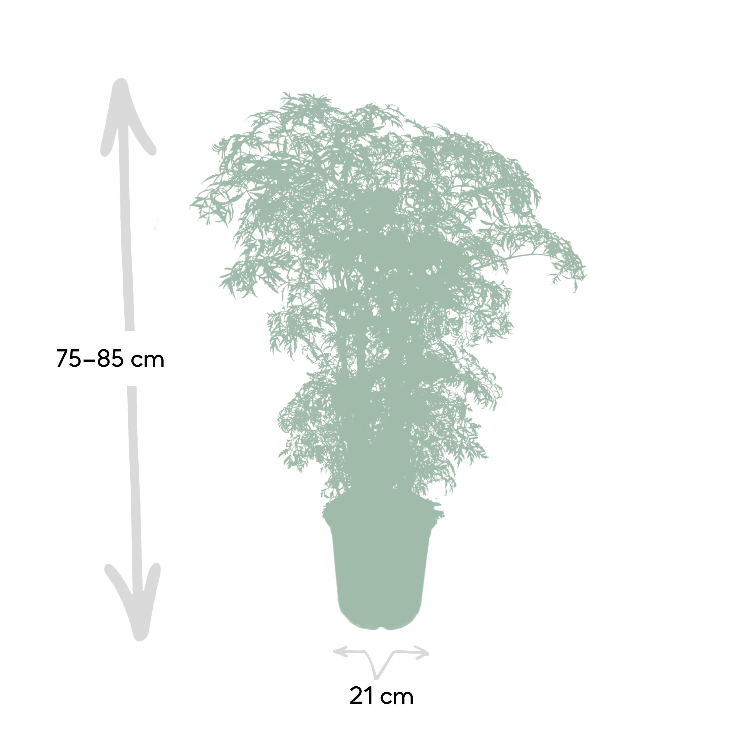 Polyscias Fruticosa (Aralia) (8720634285063)