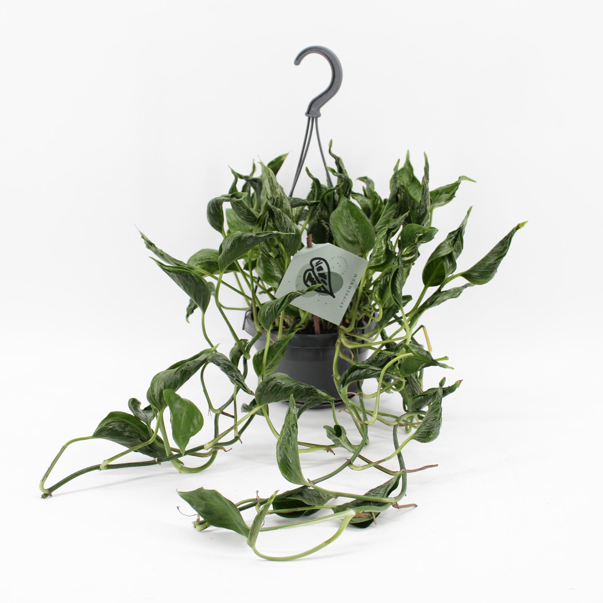Epipremnum Pinnatum Aureum Shangri-La (31151)