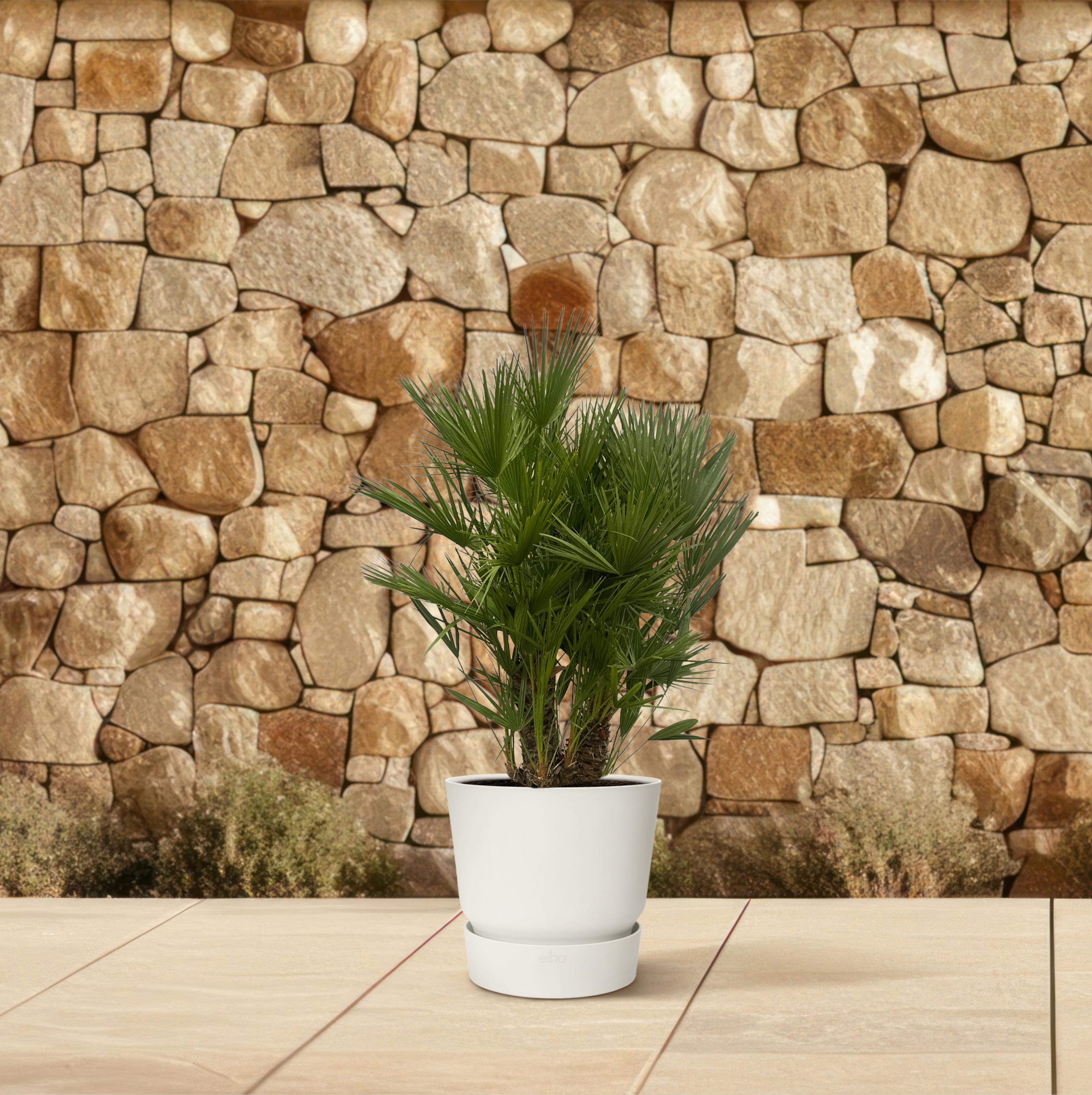 Chamaerops Humilis multi stam - 160 - 180 cm - Ø45cm (8721081685369)