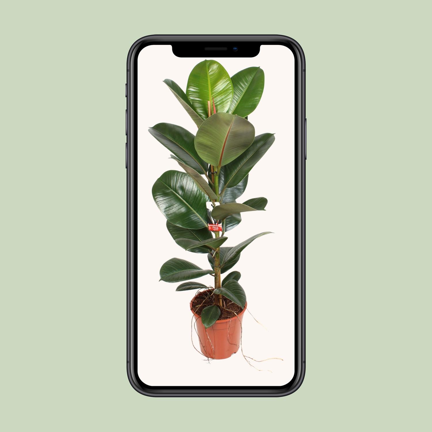 Ficus Elastica Robusta 21 Cm (23187)