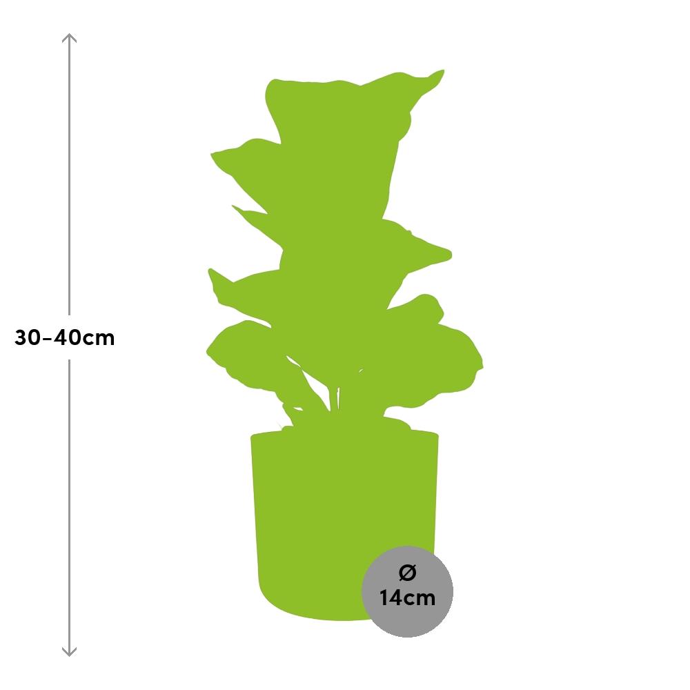 Ficus Lyrata ‘Bambino’ in ELHO b.for soft rond 14cm brique (21482)