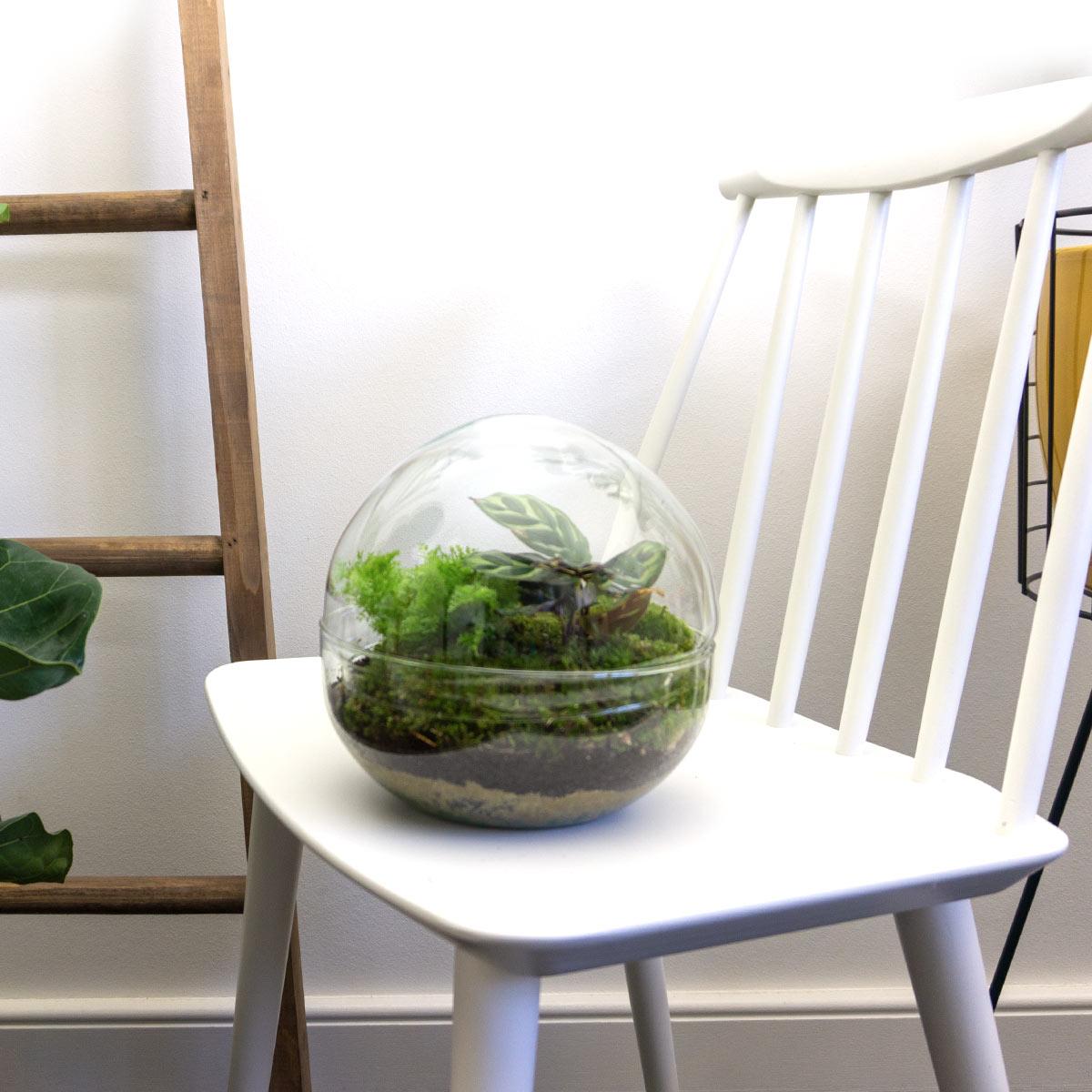 DIY Planten terrarium tweedelig bolglas - Dome - Ø 20 cm ↑ 20 cm - Normal (8719326972480)