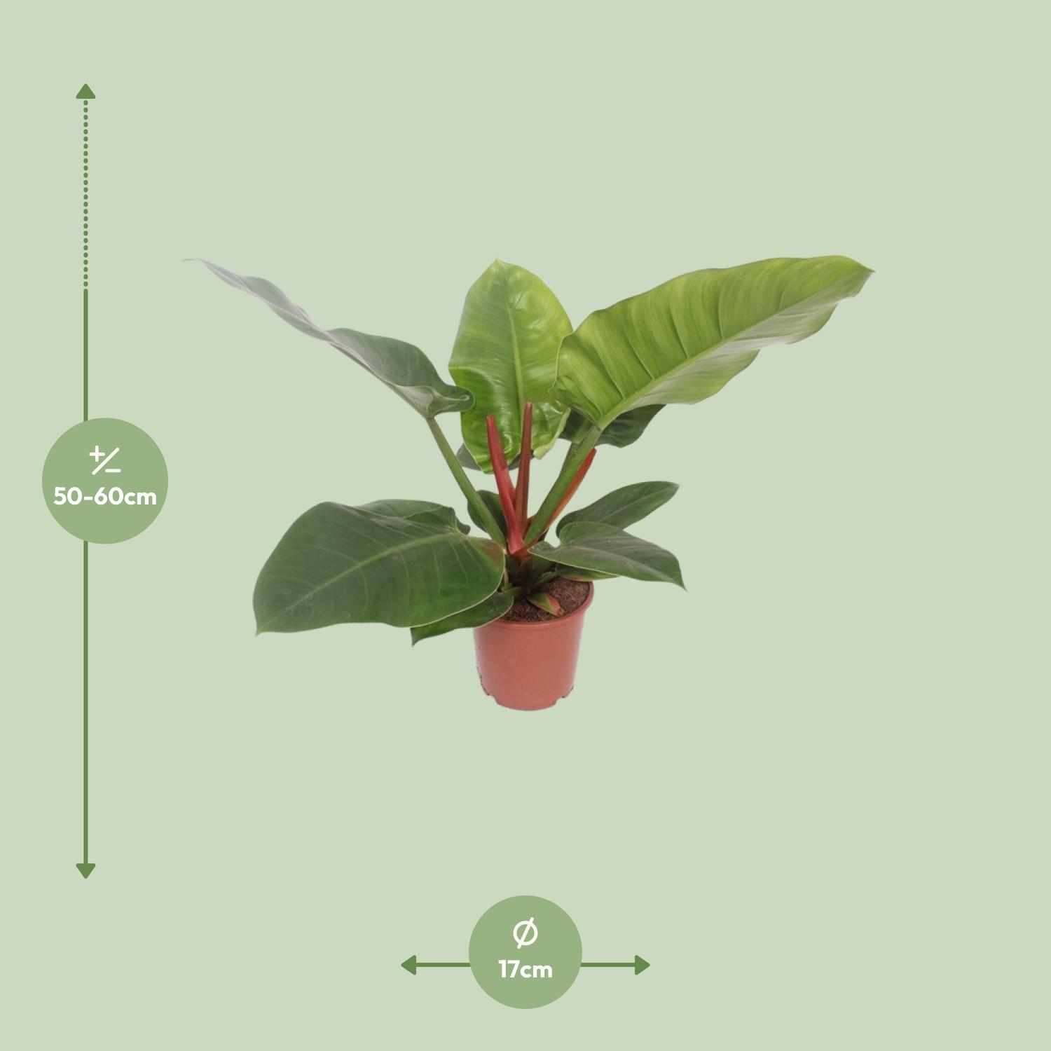 Philodendron Imperial Green (11021)