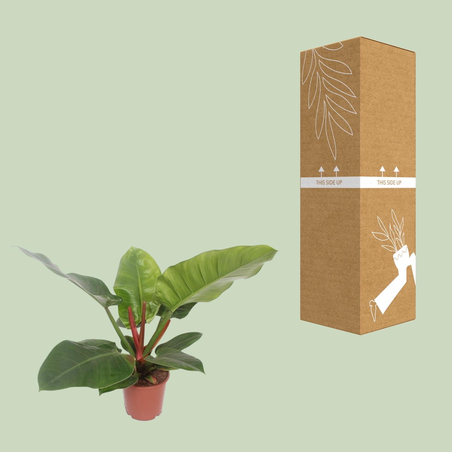 Philodendron Imperial Green (11021)