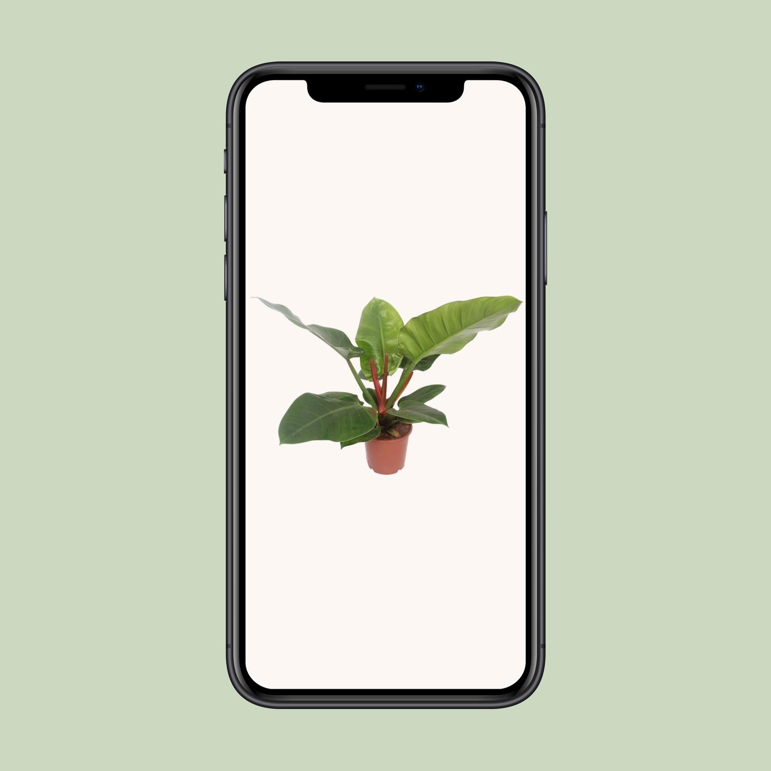 Philodendron Imperial Green (11021)