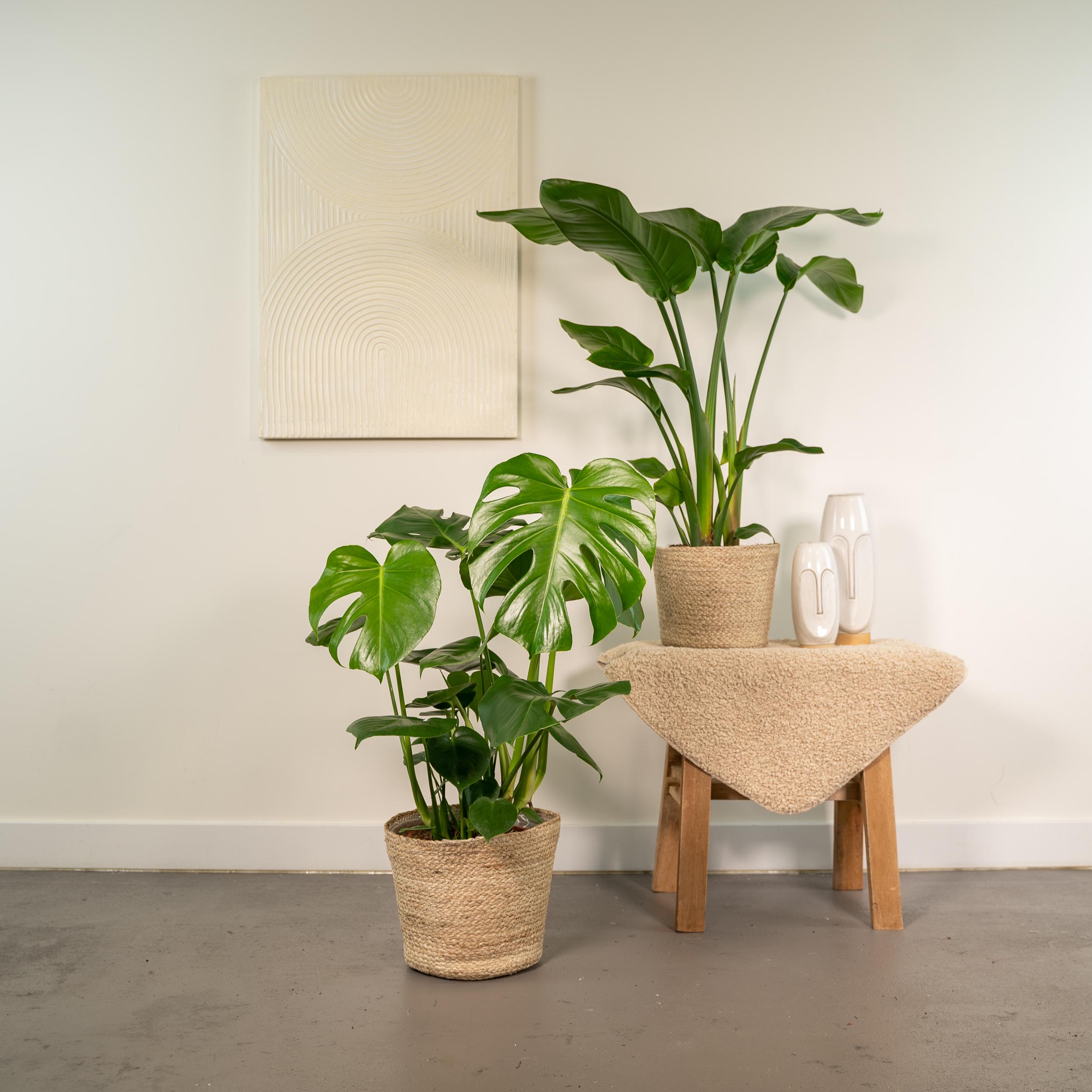 Strelitzia Nicolai - Monstera Deliciosa - Mand Selin (8720955320214)