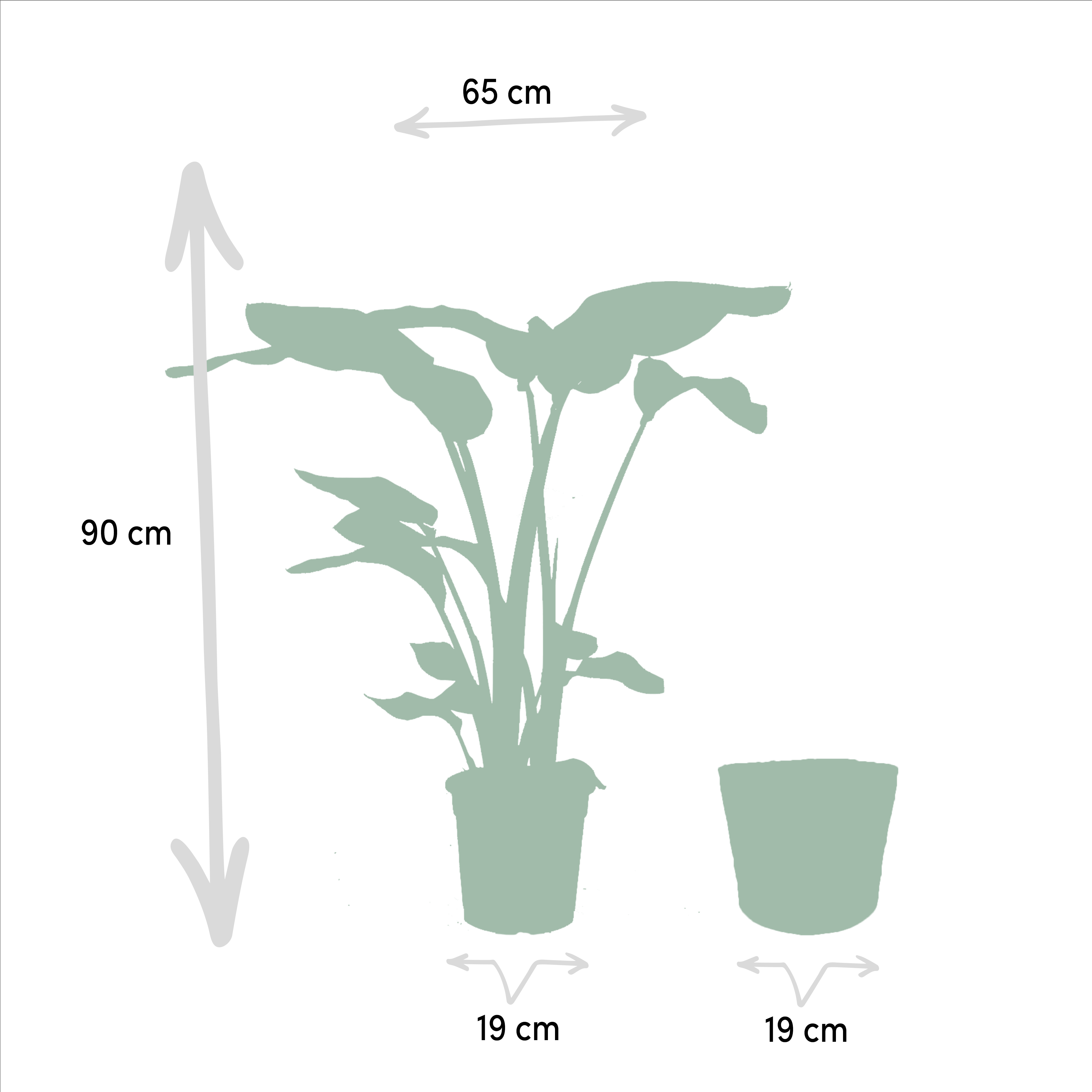 Strelitzia Nicolai - Monstera Deliciosa - Mand Selin (8720955320214)