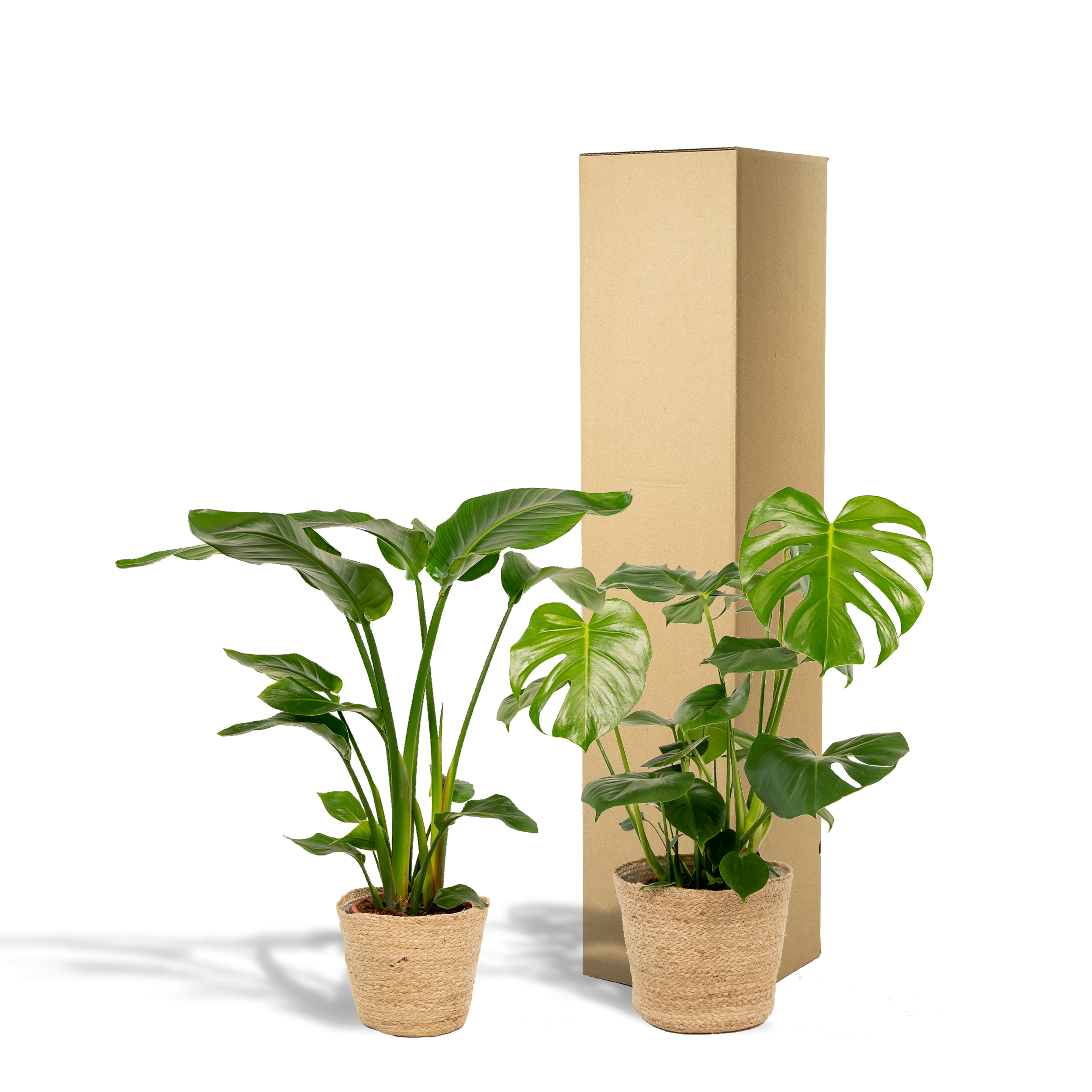 Strelitzia Nicolai - Monstera Deliciosa - Mand Selin (8720955320214)