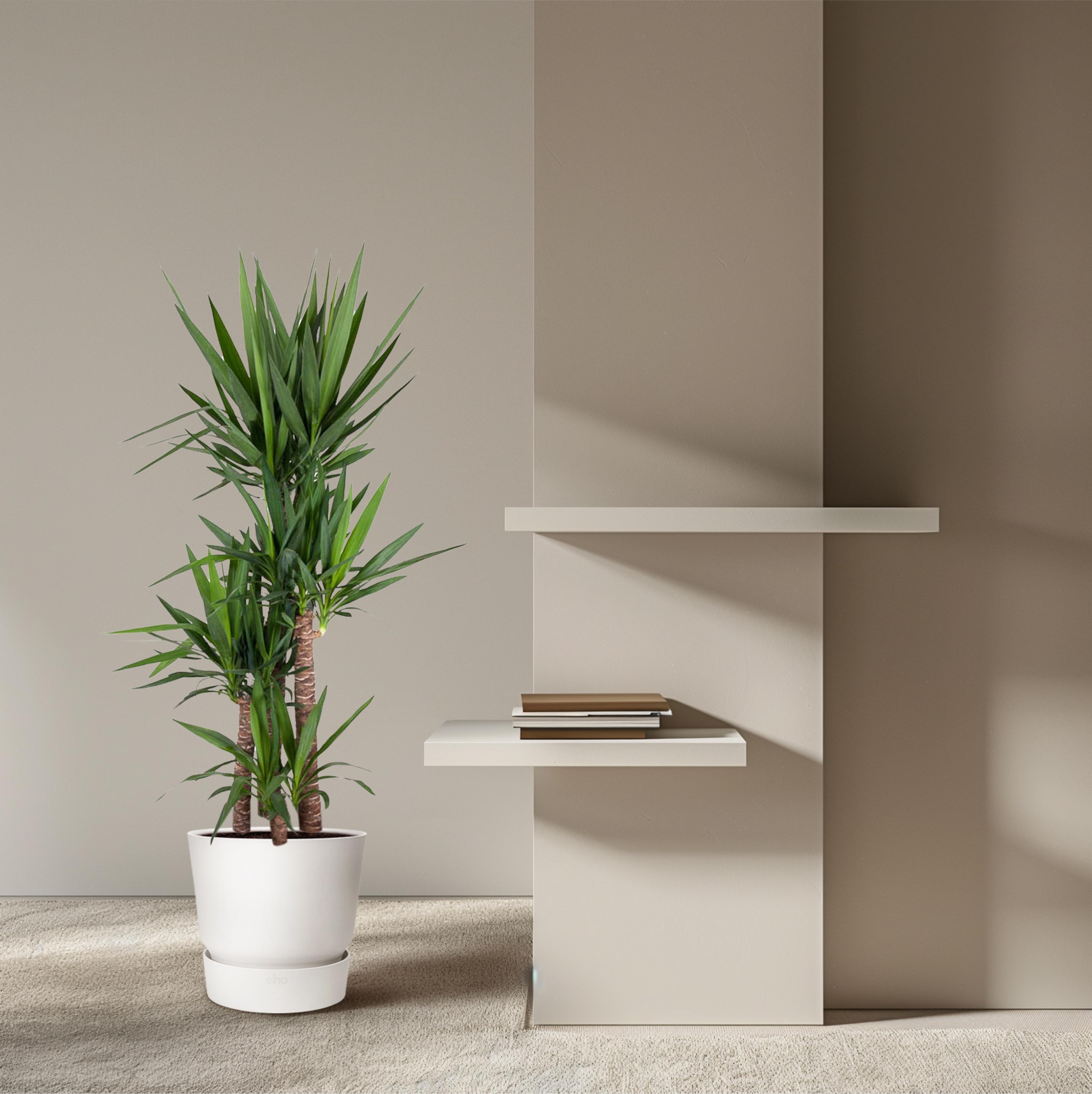 Yucca Elephantipe - 180 cm - ø34 (8721055692959)