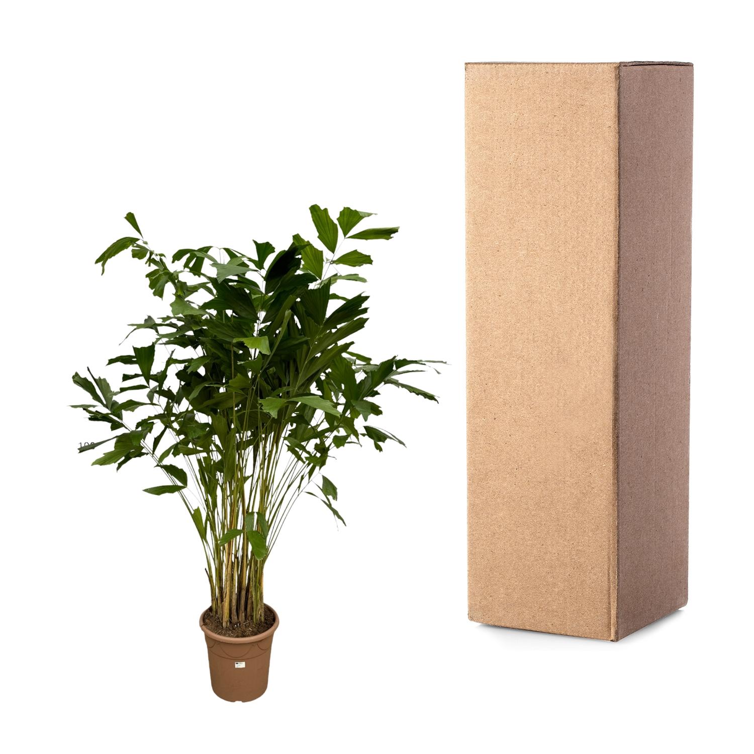 Caryota Mitis - 250 cm - Ø32cm (8721081685482)