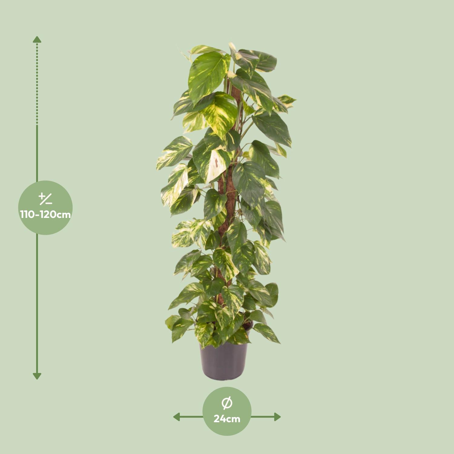 Epipremnum Pinnatum (12131)