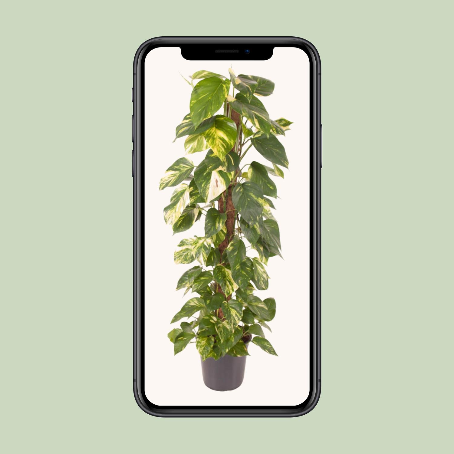 Epipremnum Pinnatum (12131)