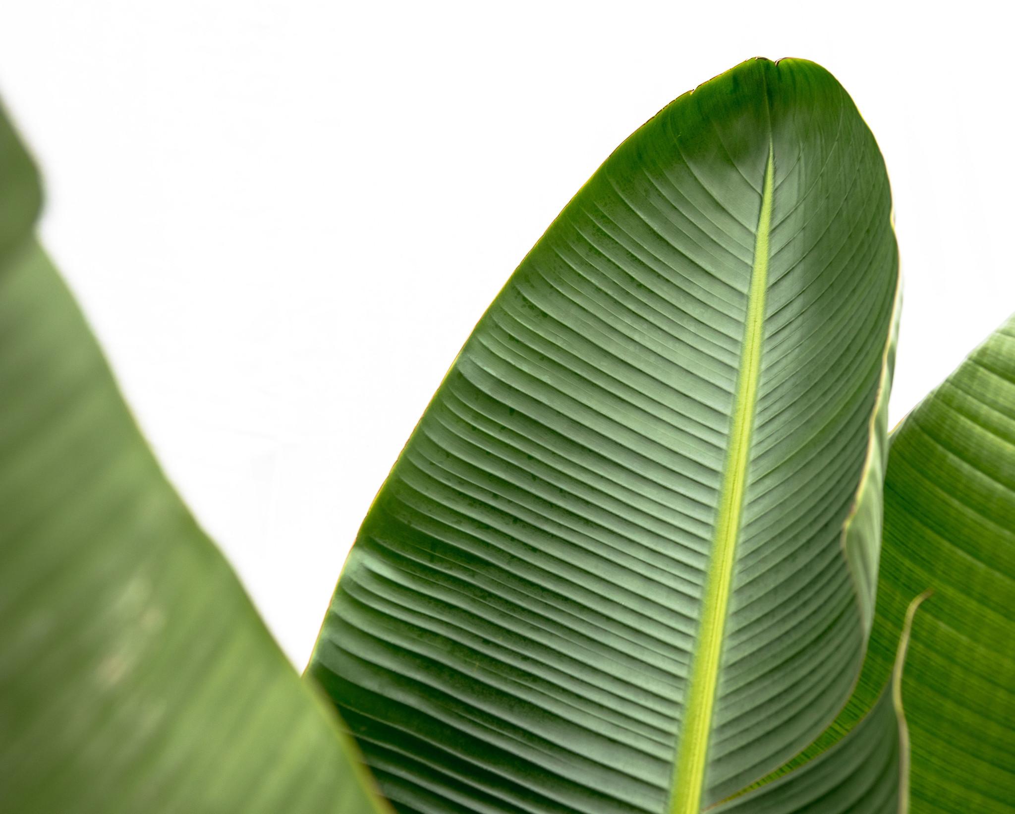 Strelitzia Augusta de luxe XXL - 250cm - ø38 (8721055694069)