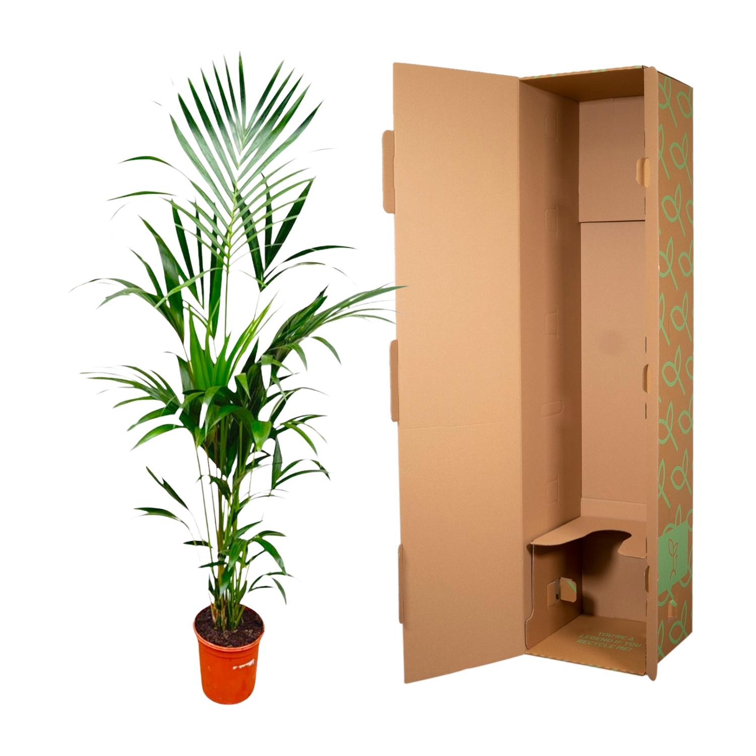 Kentia palm - 180cm - ⌀21 -25 (8721055693581)