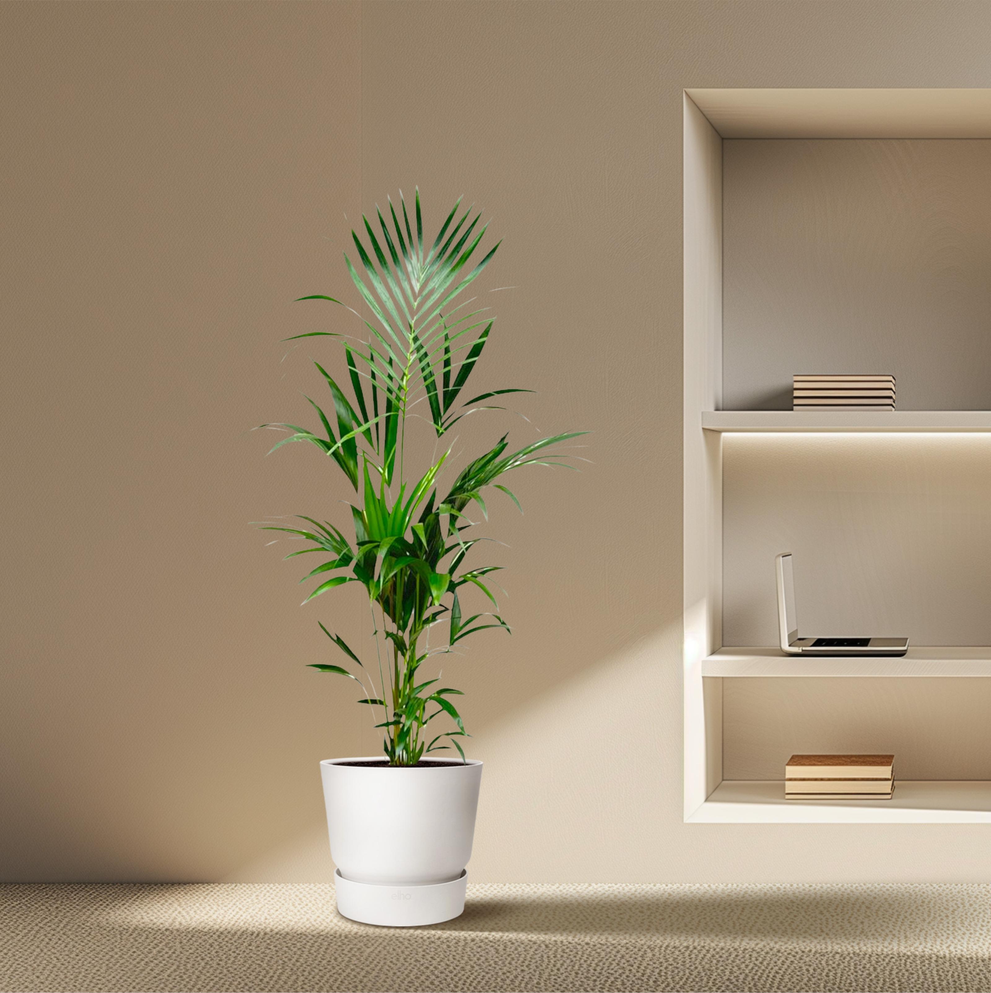 Kentia palm - 180cm - ⌀21 -25 (8721055693581)