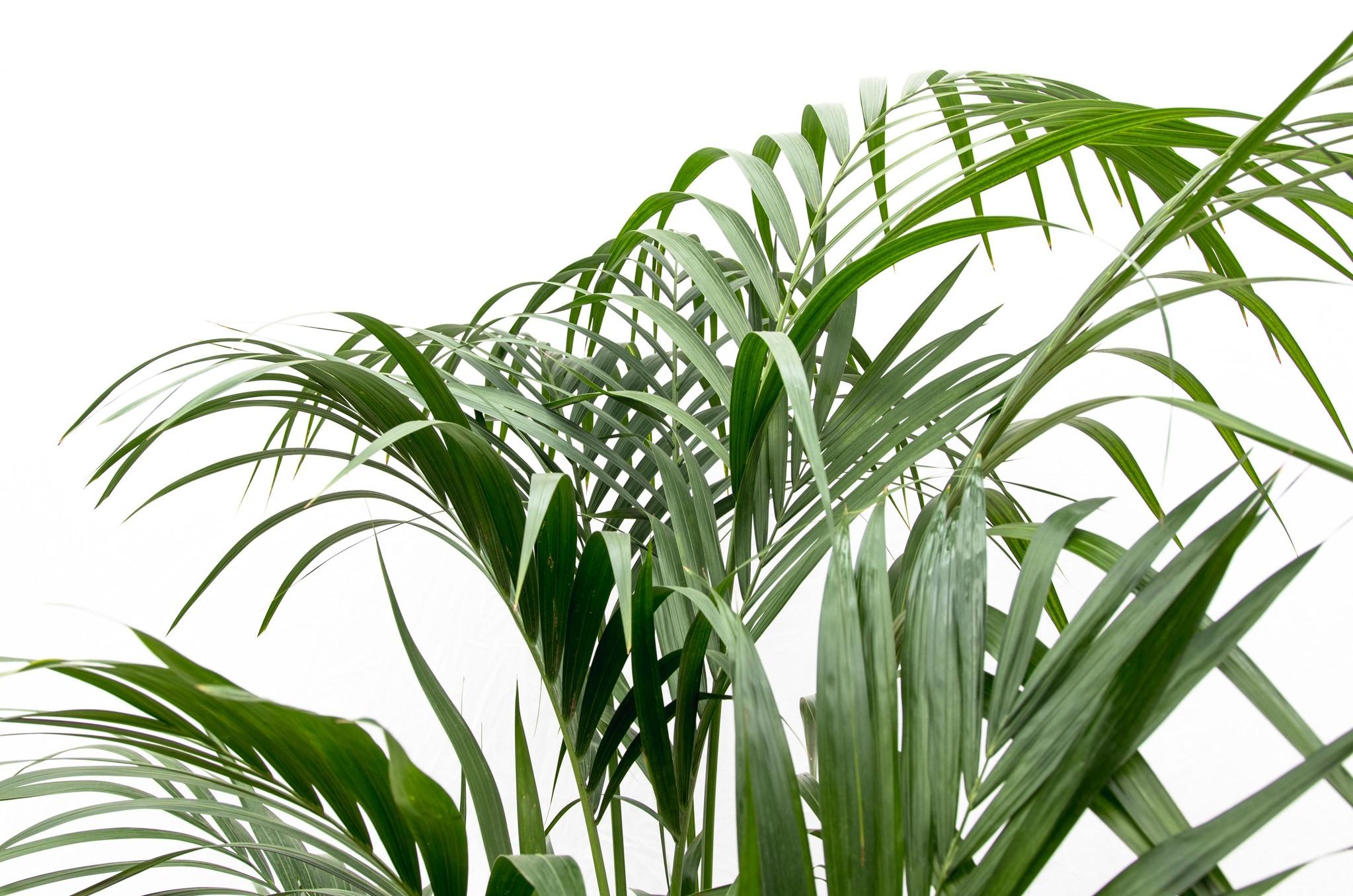 Kentia palm - 180cm - ⌀21 -25 (8721055693581)