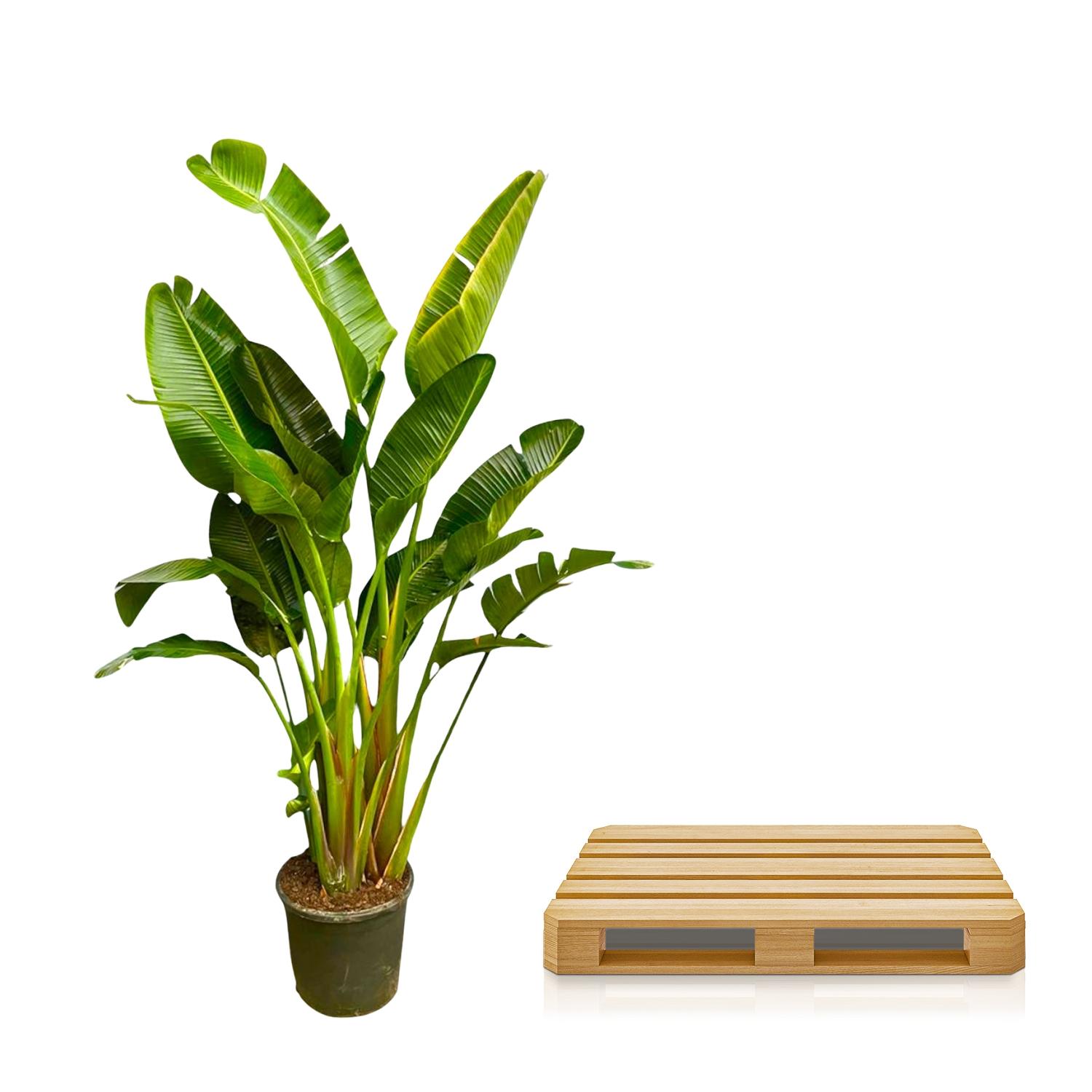 Strelitzia Augusta multi stam XXL - 250 cm - ø30-40 (8721055694090)