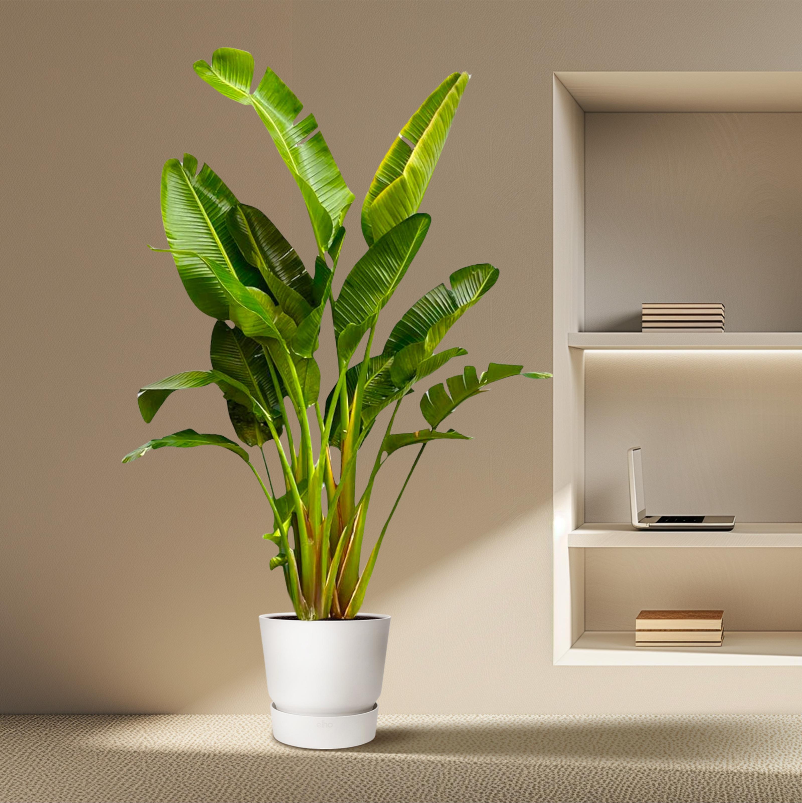 Strelitzia Augusta multi stam XXL - 250 cm - ø30-40 (8721055694090)