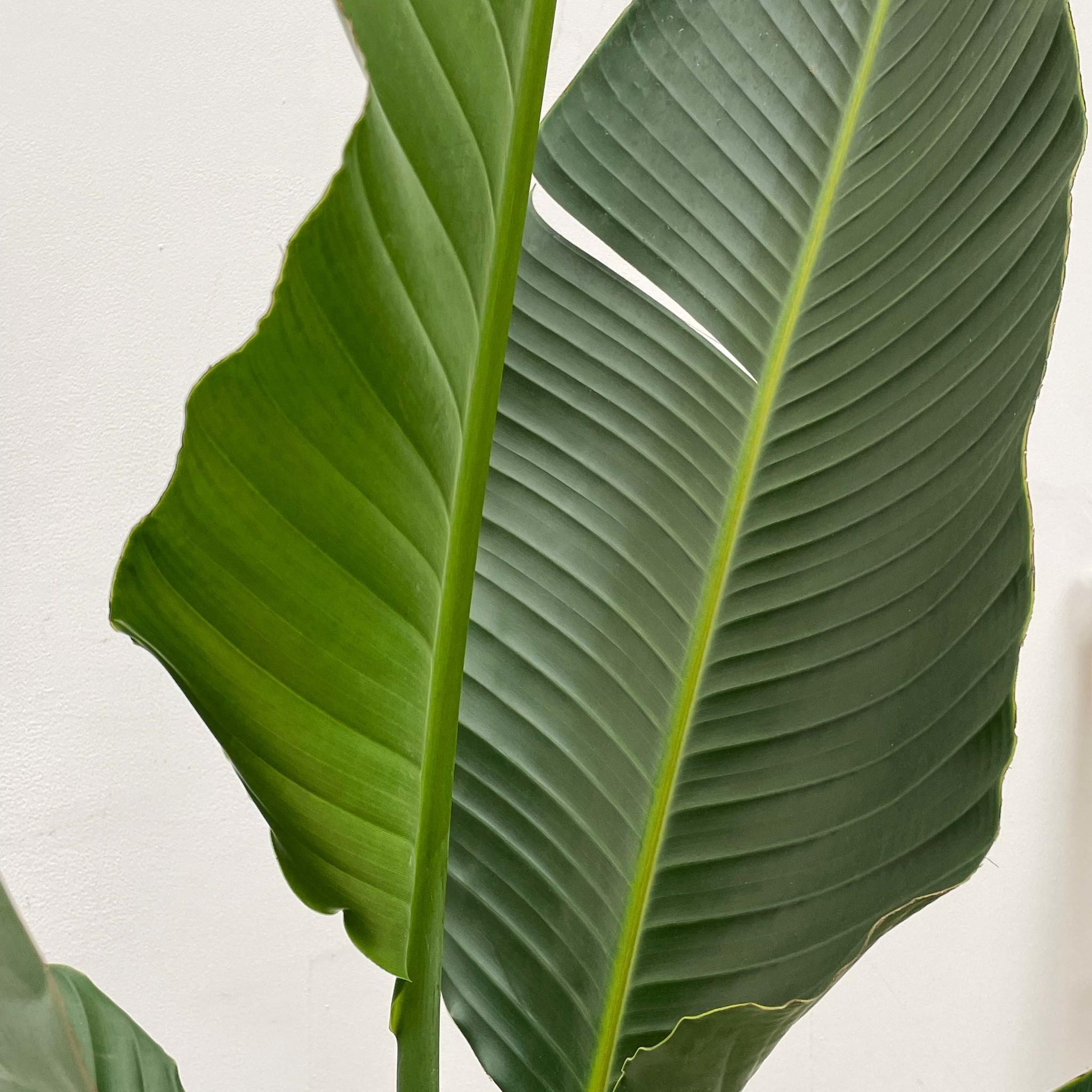 Strelitzia Augusta multi stam XXL - 250 cm - ø30-40 (8721055694090)