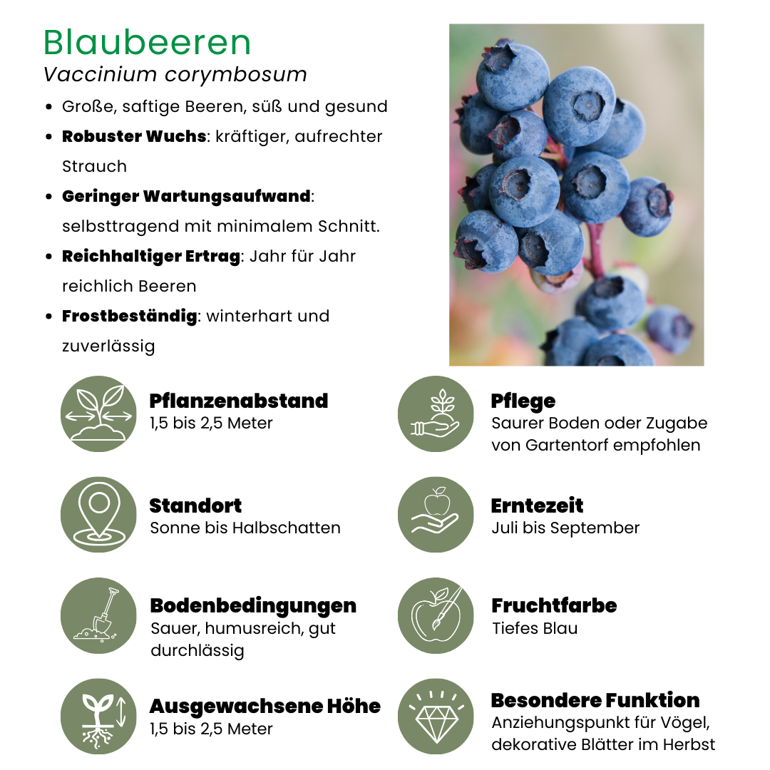 Plants by frank 3 x Bosbessenplanten - Ø 13 cm - ↨ 20 cm (8721001421114)