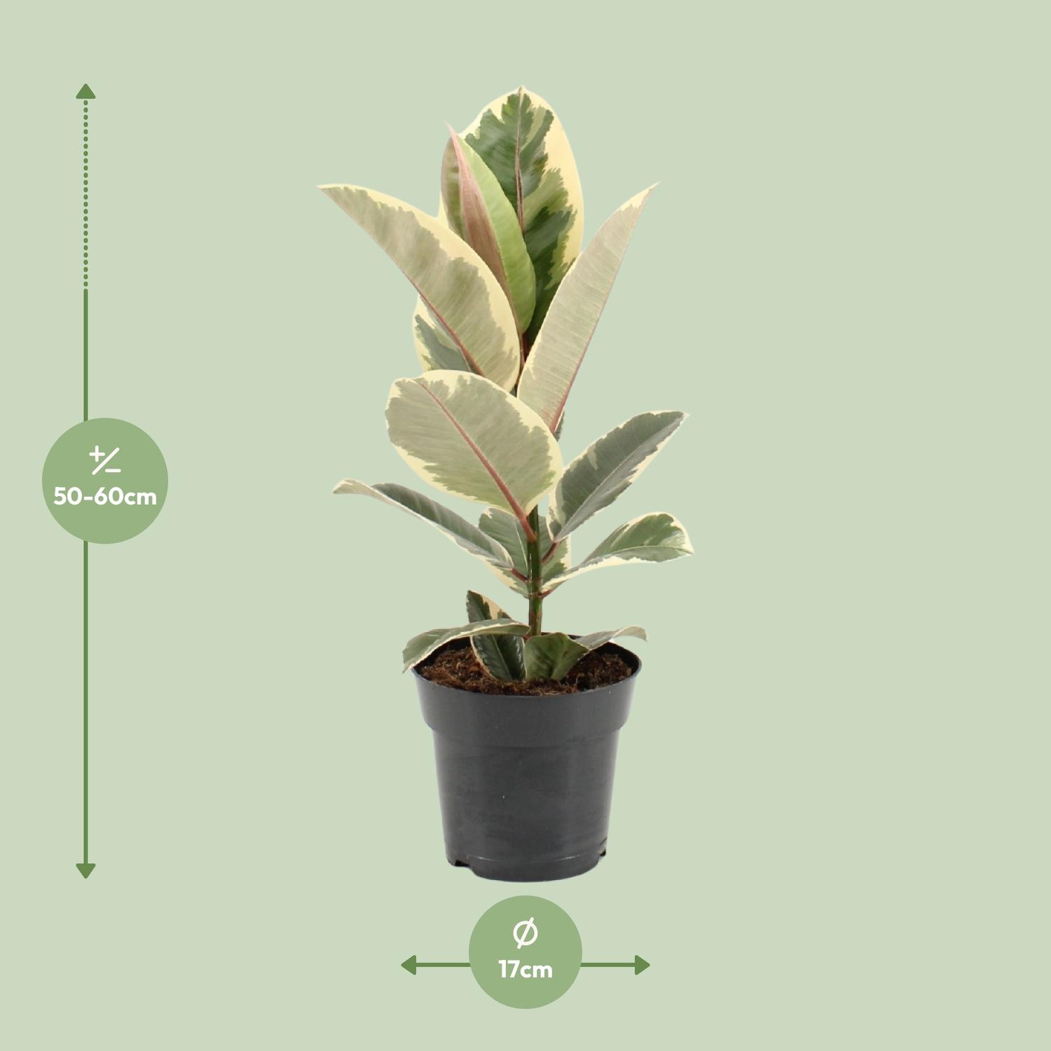 Ficus Elastica Tineke (22100)