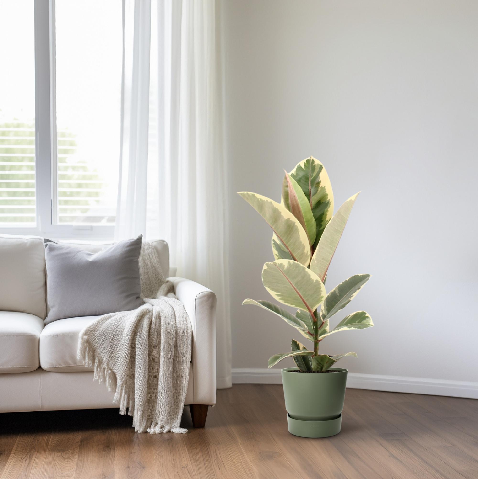 Ficus Elastica Tineke (22100)