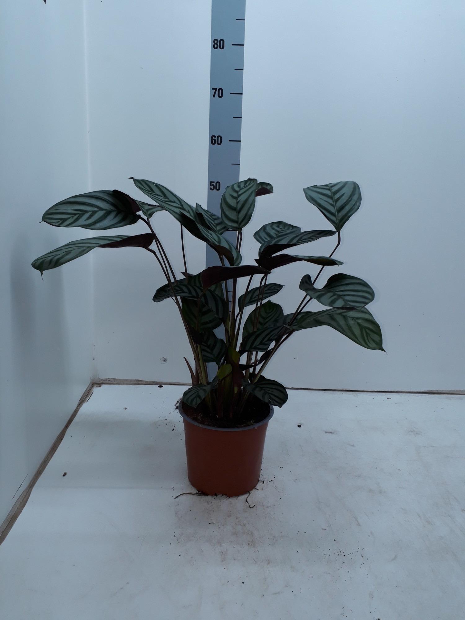 Ctenanthe Setosa Compactstar (28962)