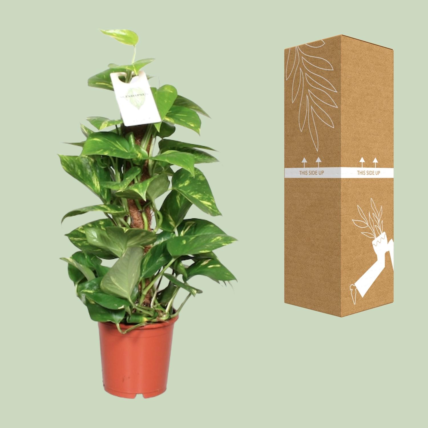Epipremnum Aureum (8720634287654)