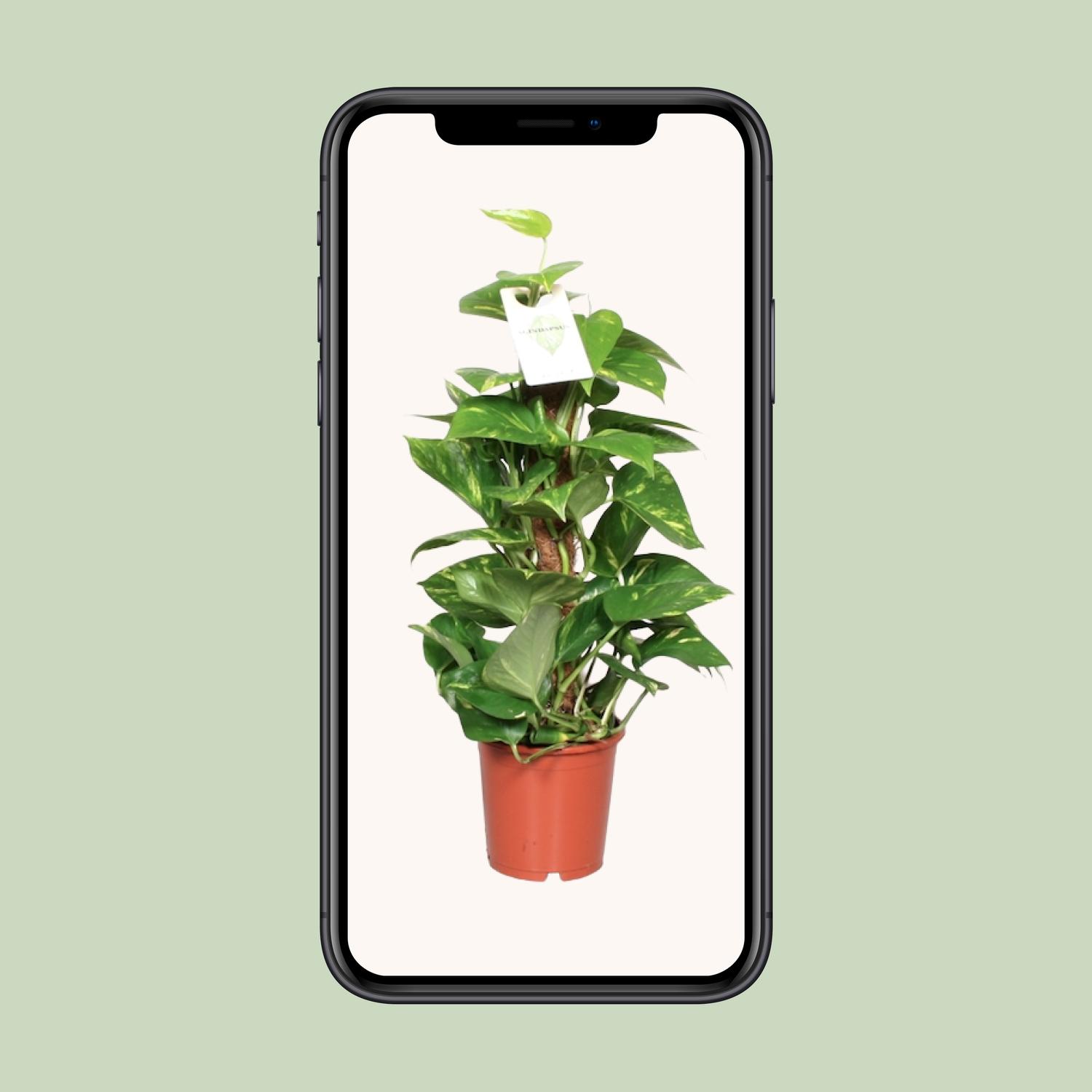 Epipremnum Aureum (8720634287654)