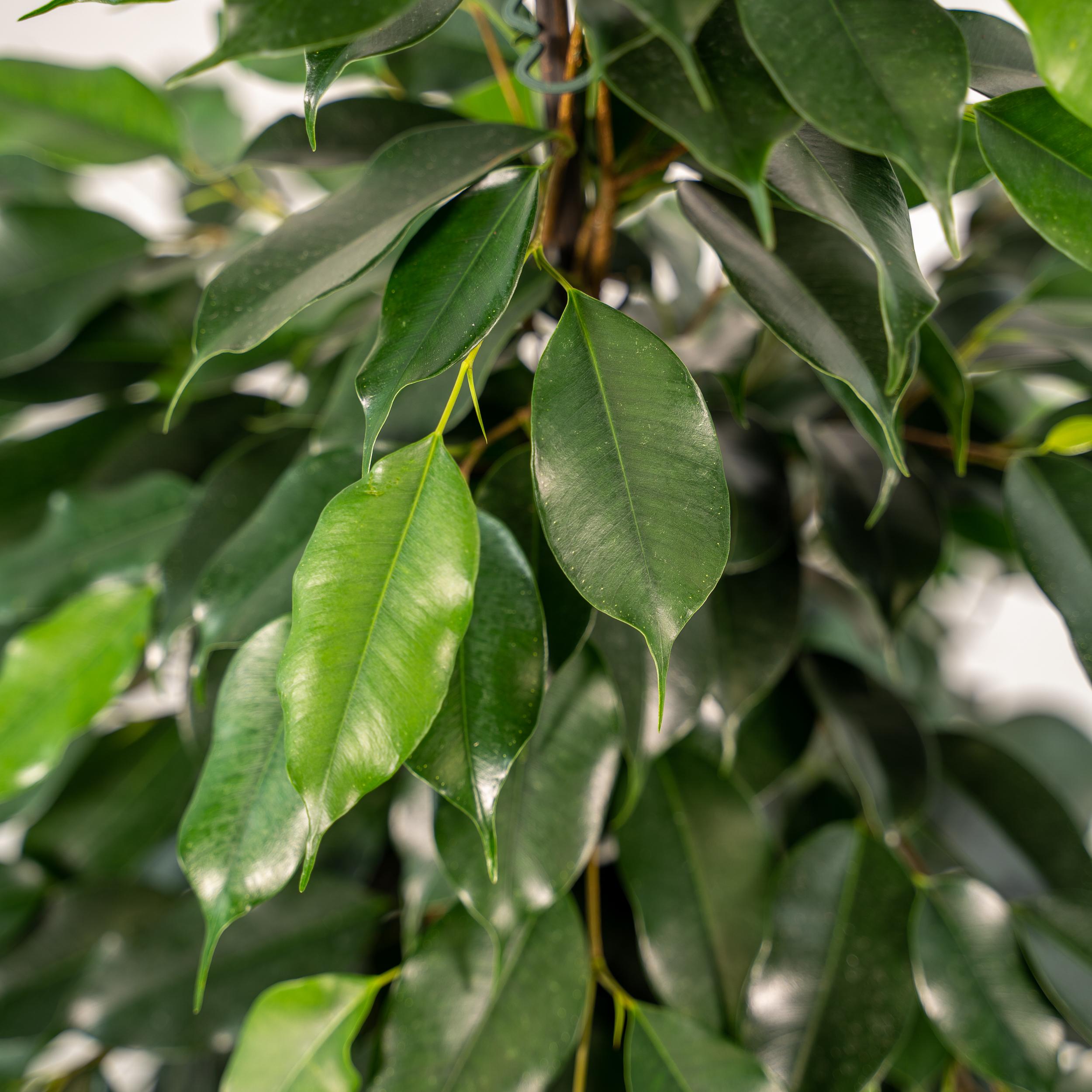 Ficus benjamina Danielle - Mand Selin (8720634289665)