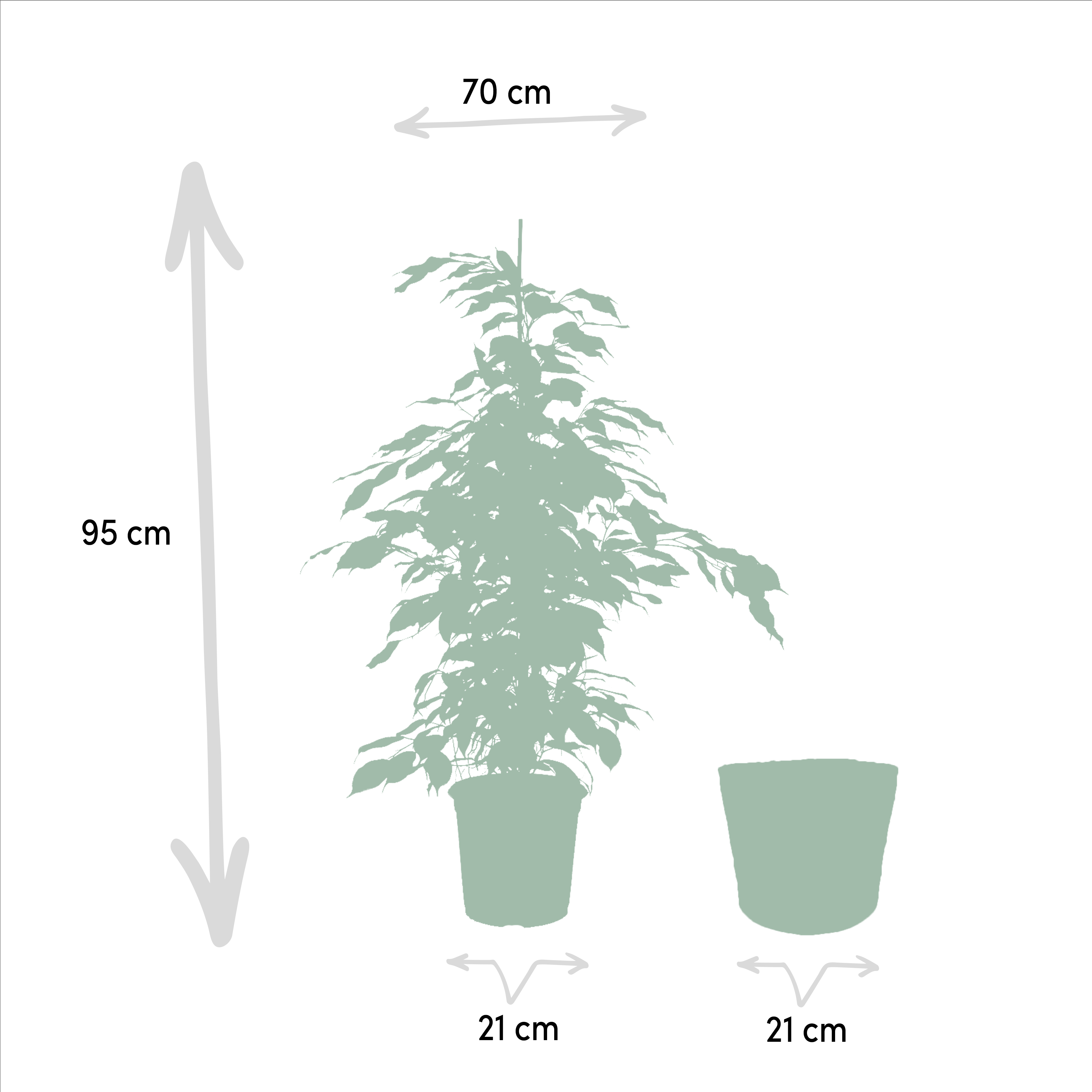 Ficus benjamina Danielle - Mand Selin (8720634289665)