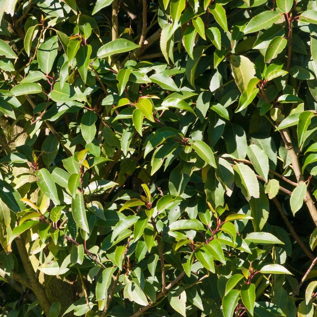 Plants by frank 25 grote Portugese Laurierkers planten voor 10 strekkende meter haag | ↨ 80-100 cm in 12 liter pot (8721001420926)