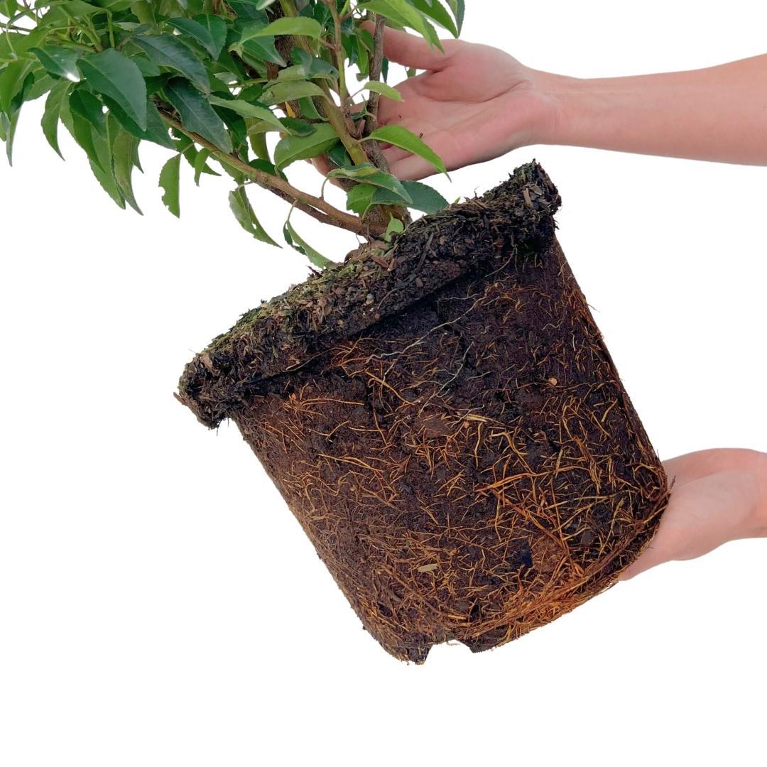 Plants by frank 25 grote Portugese Laurierkers planten voor 10 strekkende meter haag | ↨ 80-100 cm in 12 liter pot (8721001420926)