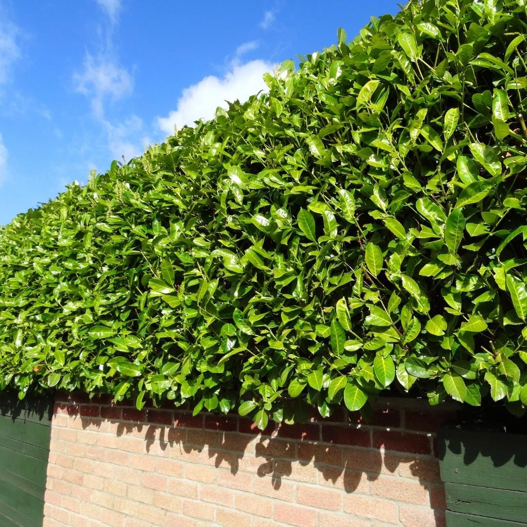 Plants by frank Grote Laurierkers Planten Novita voor 10 strekkende meter haag | - 12L - 25 x | ↨ 100-125 cm (8721001420827)