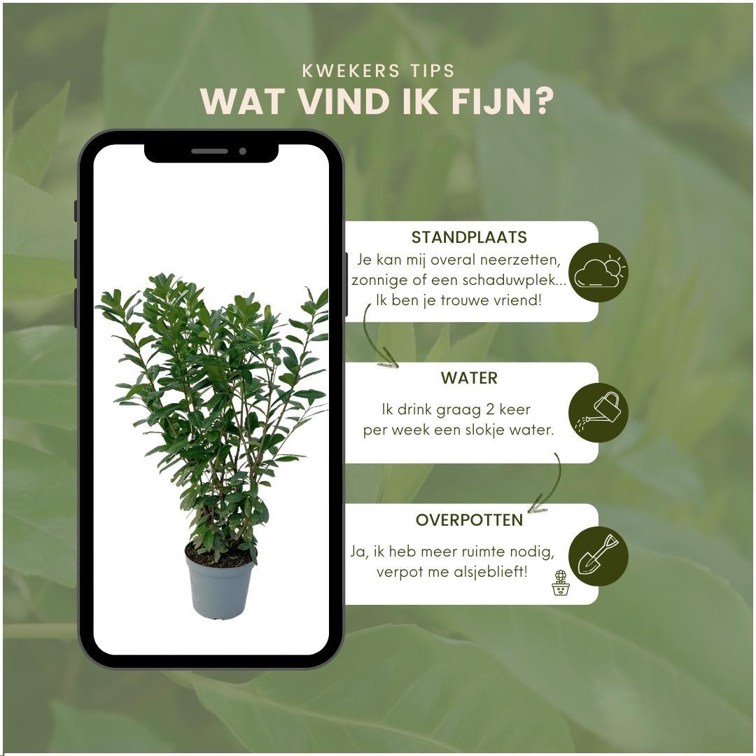 Plants by frank Grote Laurierkers Planten Novita voor 10 strekkende meter haag | - 12L - 25 x | ↨ 100-125 cm (8721001420827)
