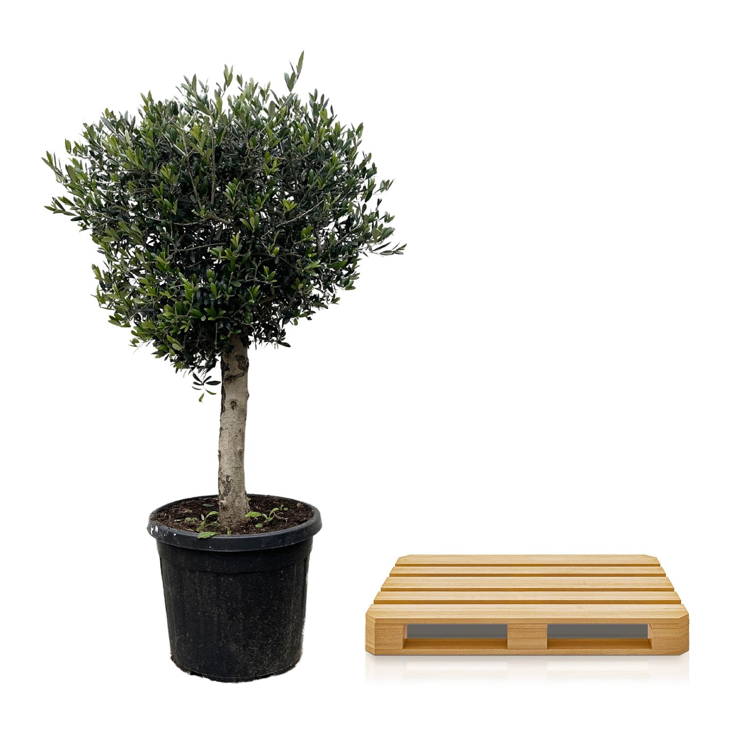 Olea Europaea Lorc - 180cm- Ø50 (8721055693888)