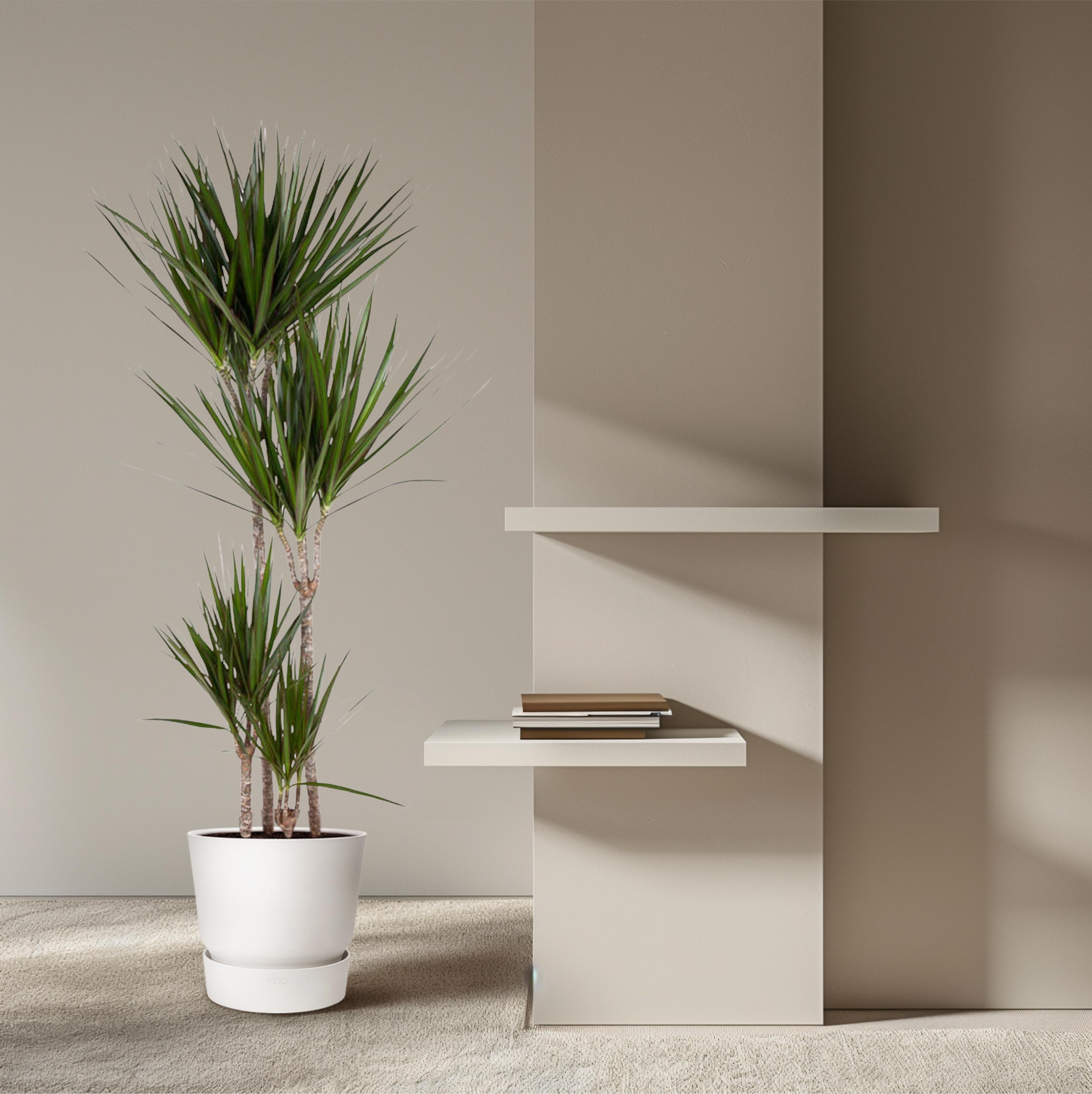Dracaena Marginata - 180 cm - ø27 (8721055692607)